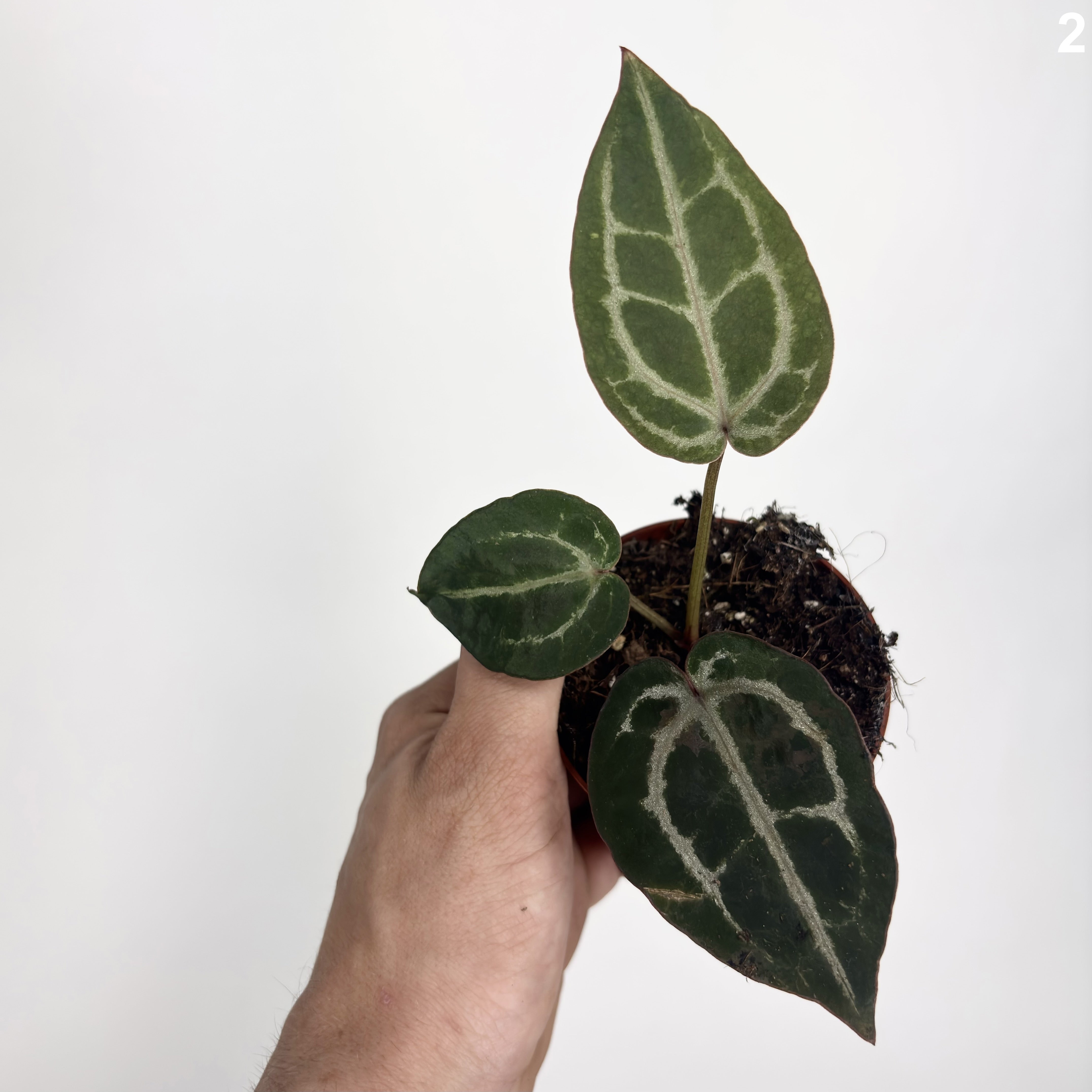 Anthurium Red Crystallinum WW