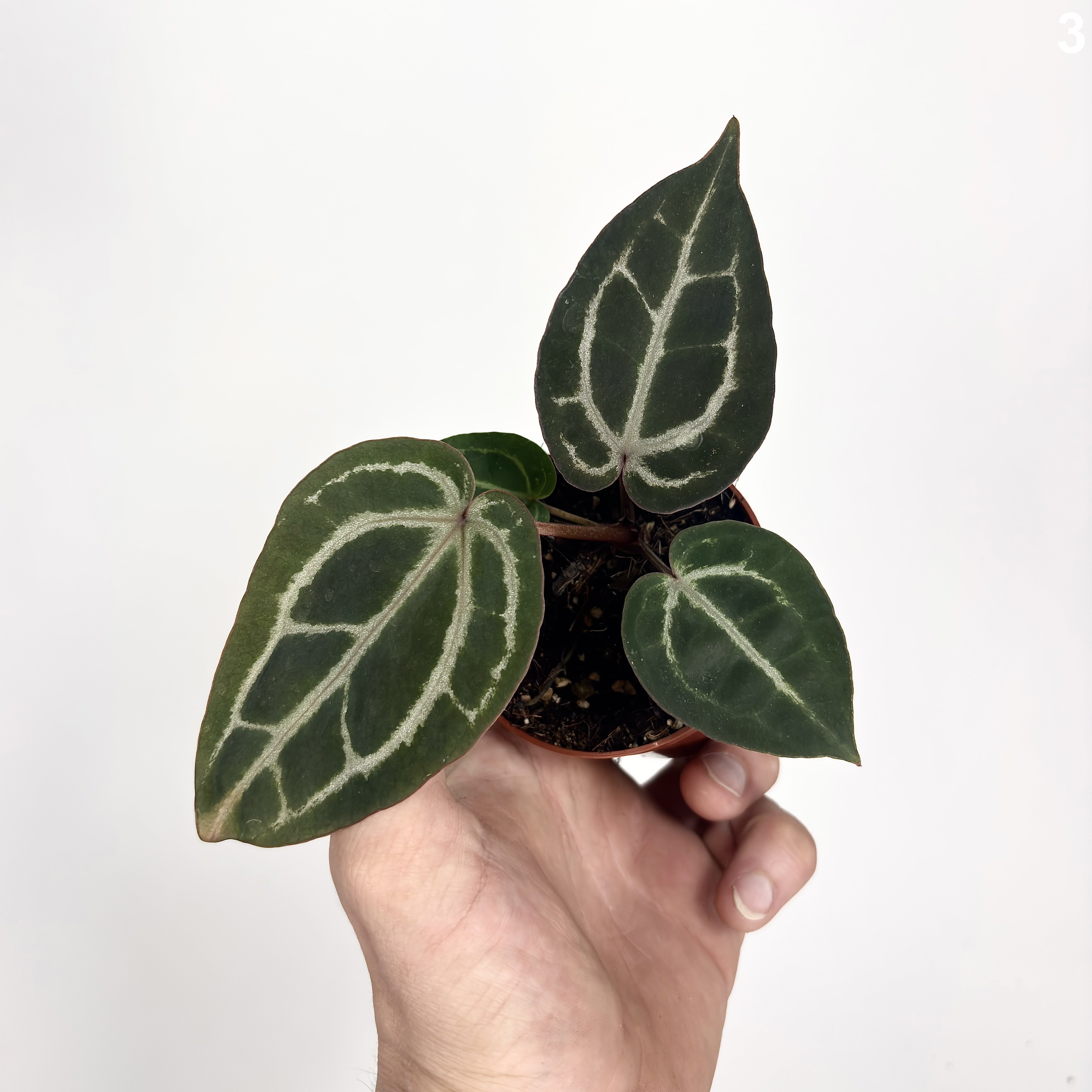 Anthurium Red Crystallinum WW