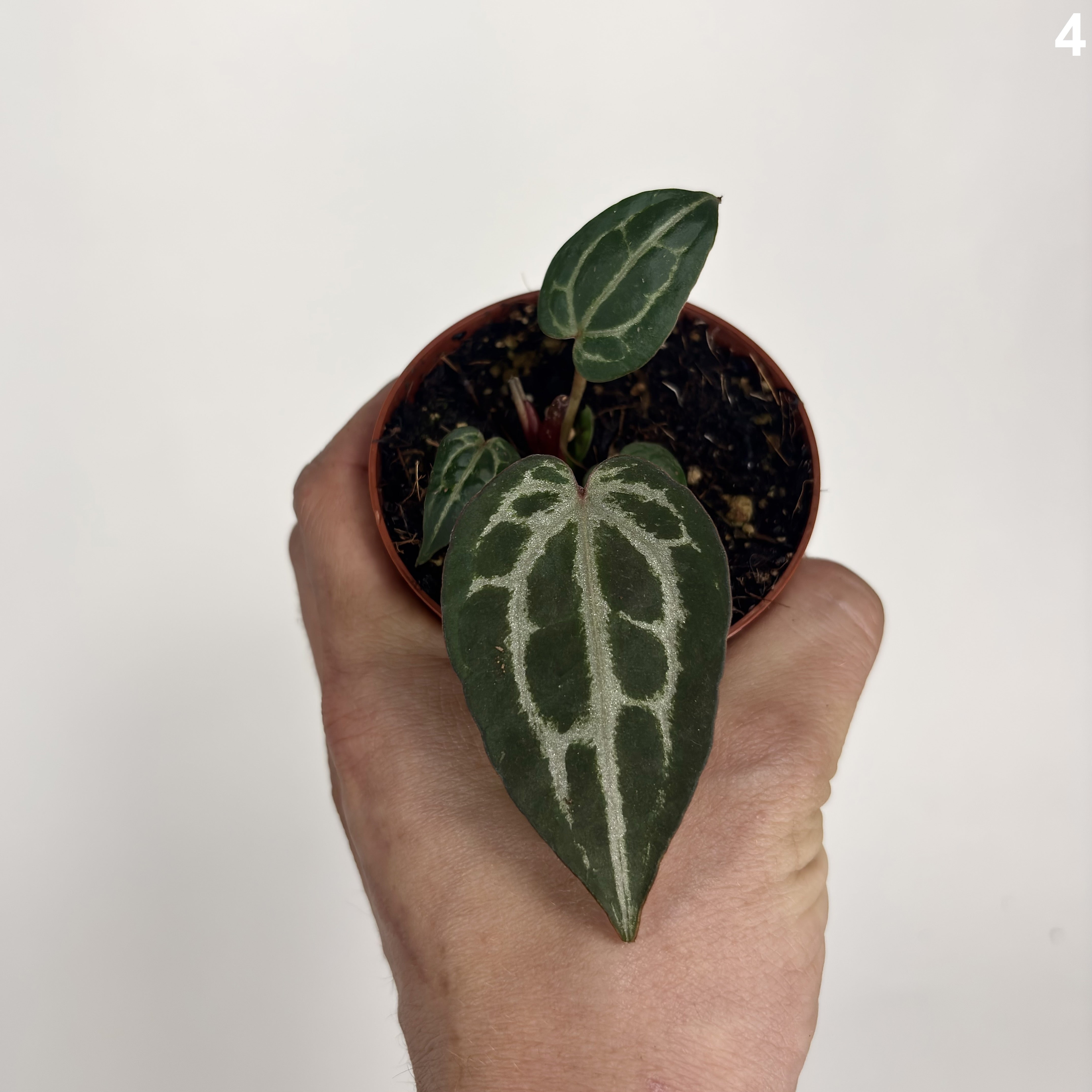 Anthurium Red Crystallinum WW
