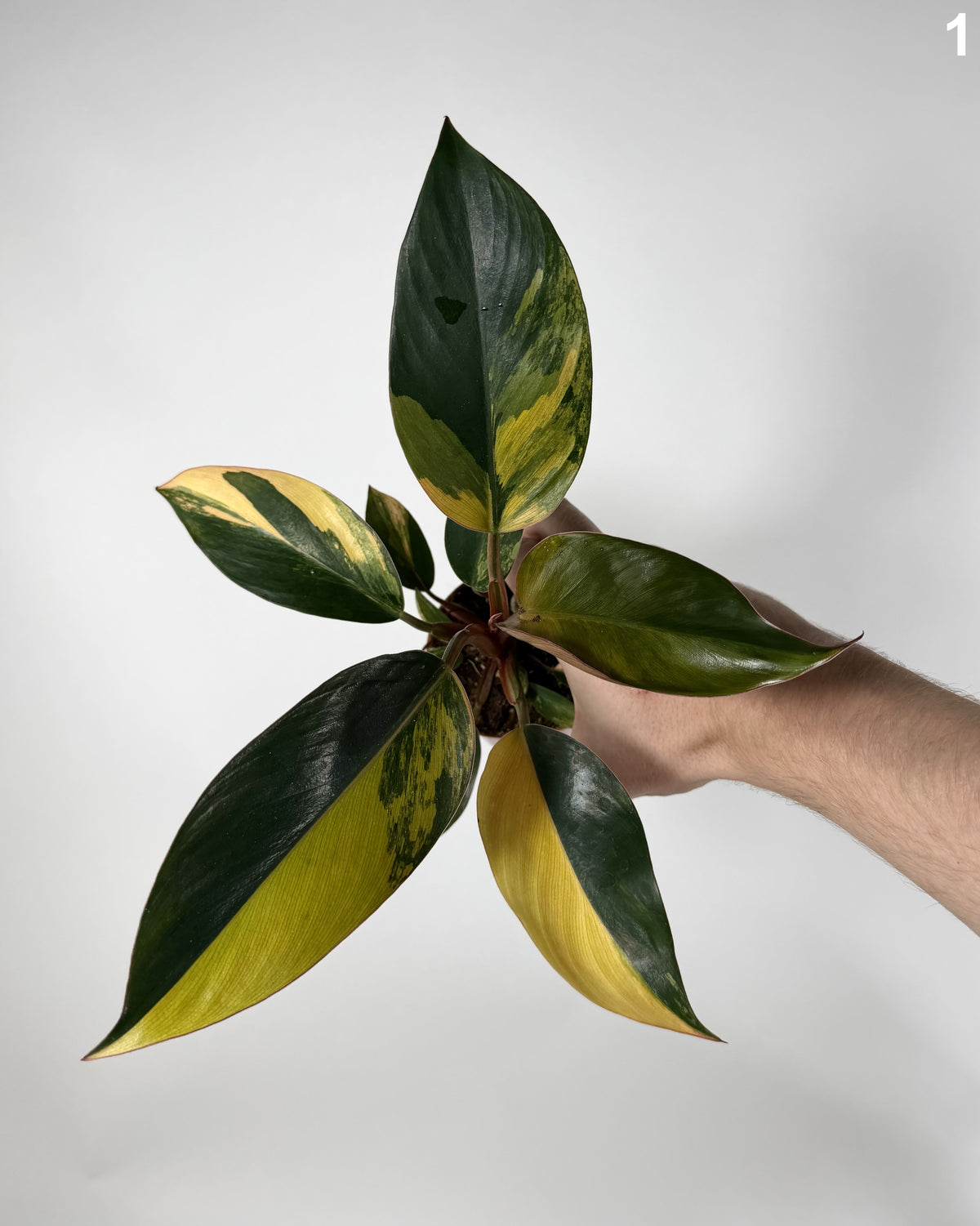 Philodendron Red Congo Variegata WW