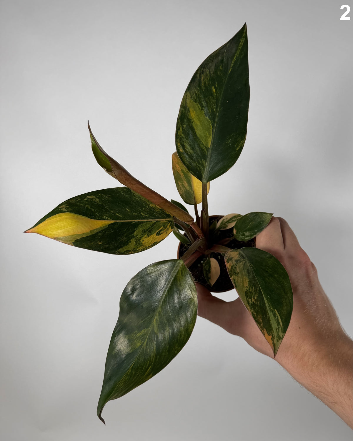 Philodendron Red Congo Variegata WW