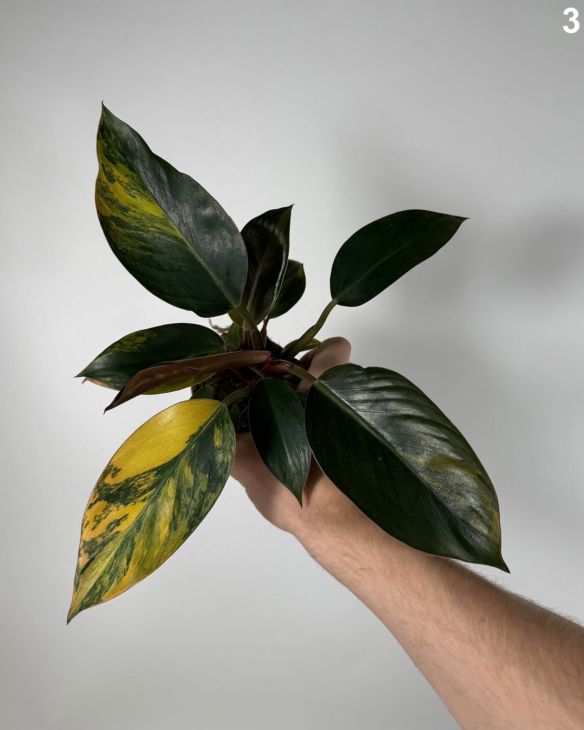 Philodendron Red Congo Variegata WW