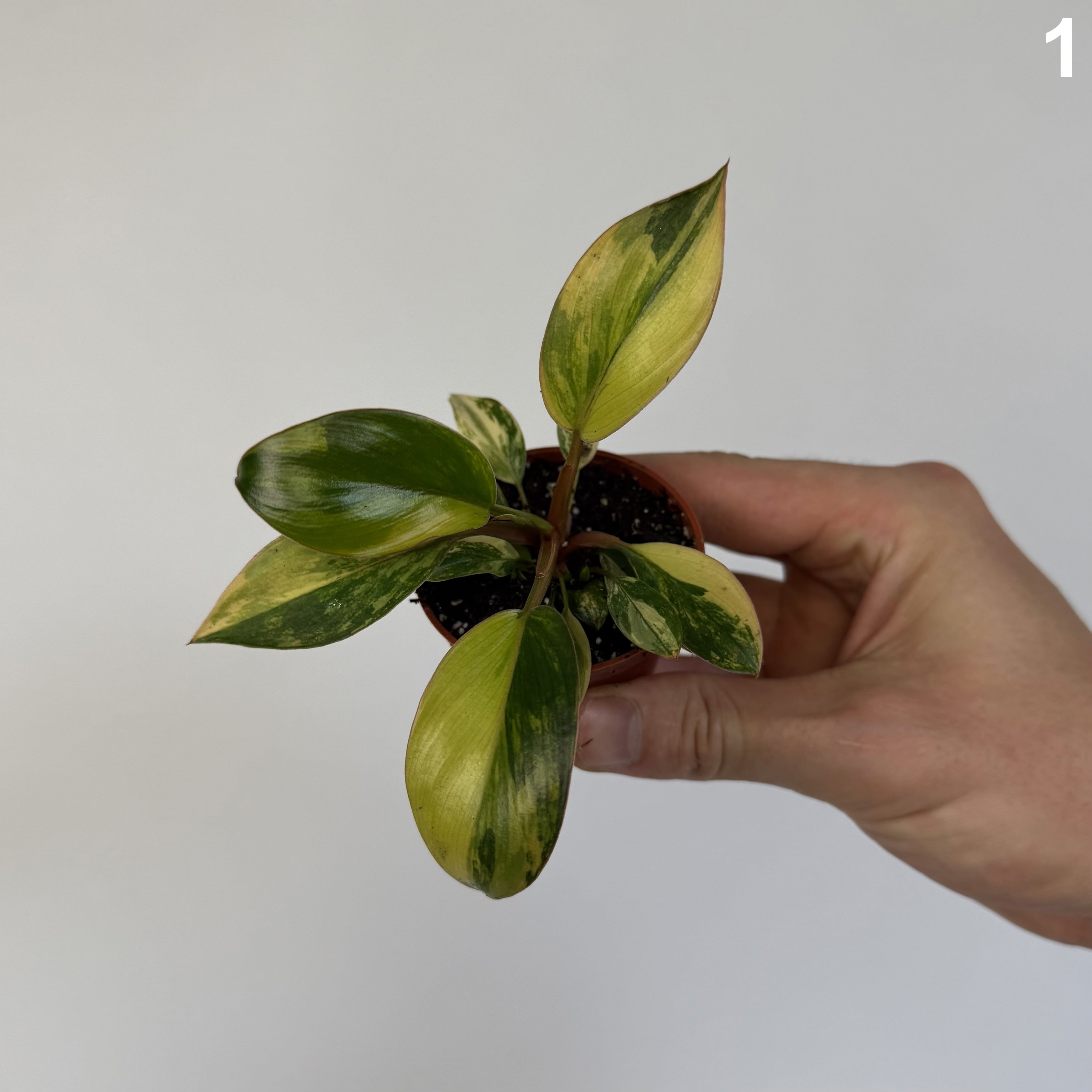 Philodendron Red Congo Variegata WW