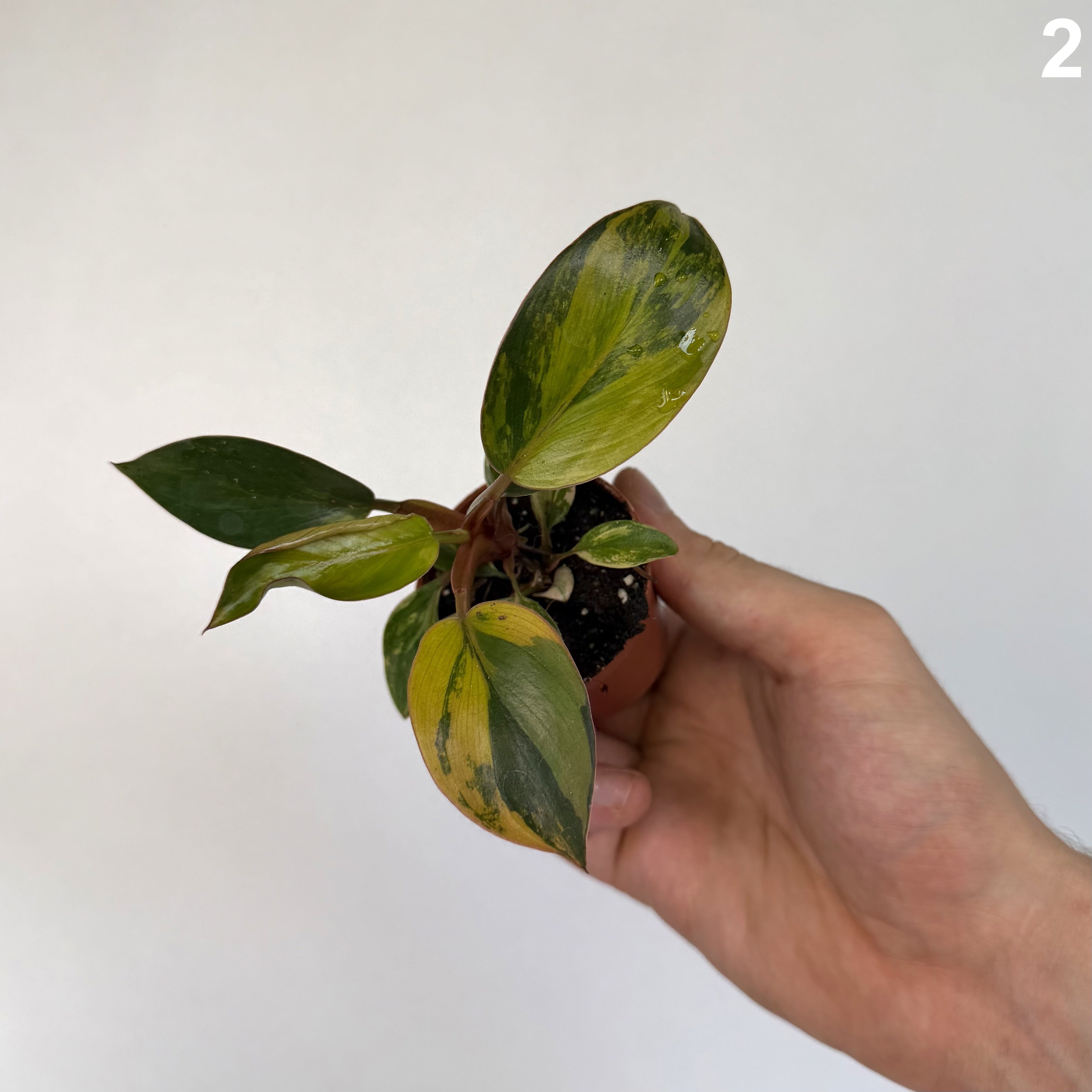 Philodendron Red Congo Variegata WW