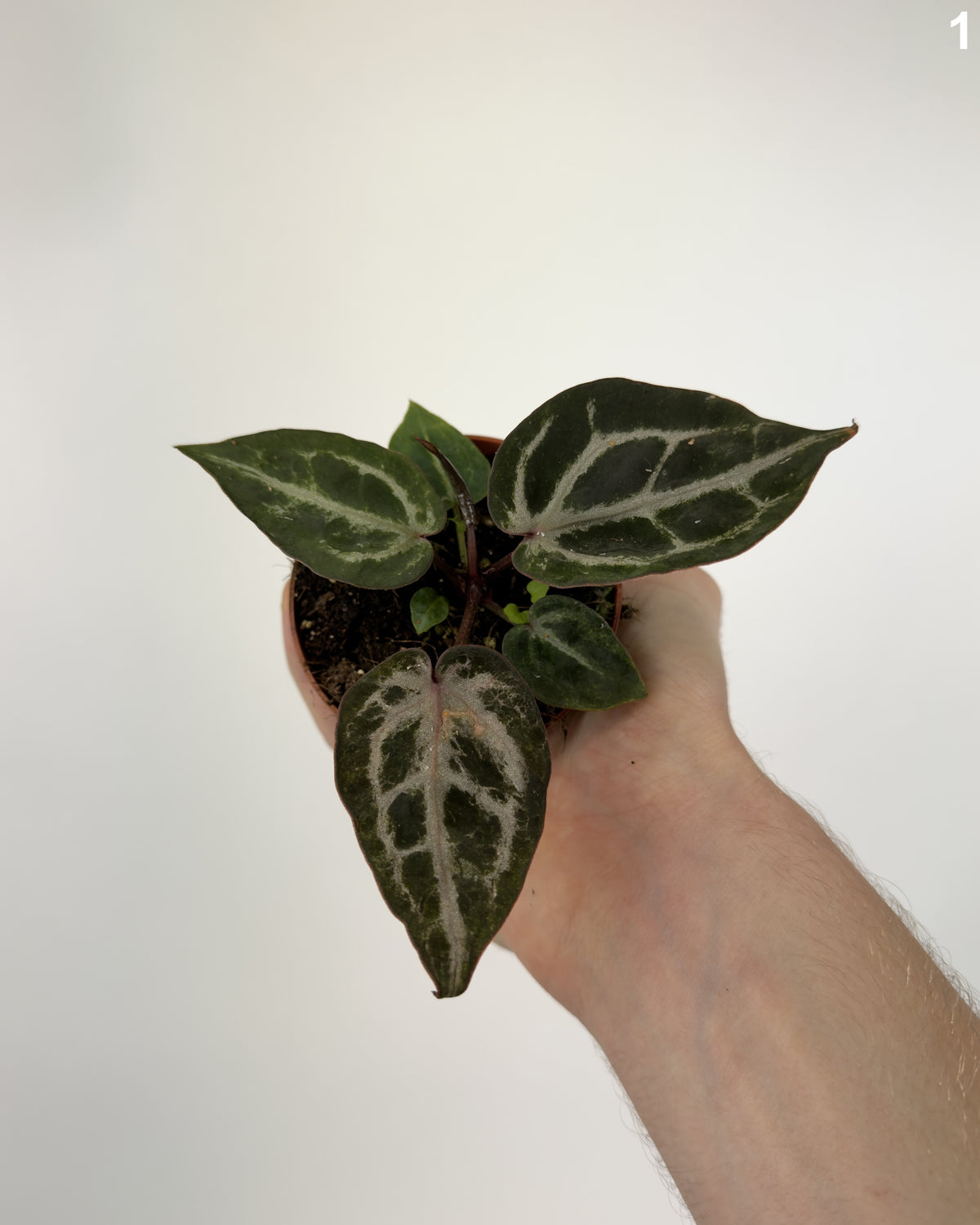 Anthurium Red Crystallinum WW