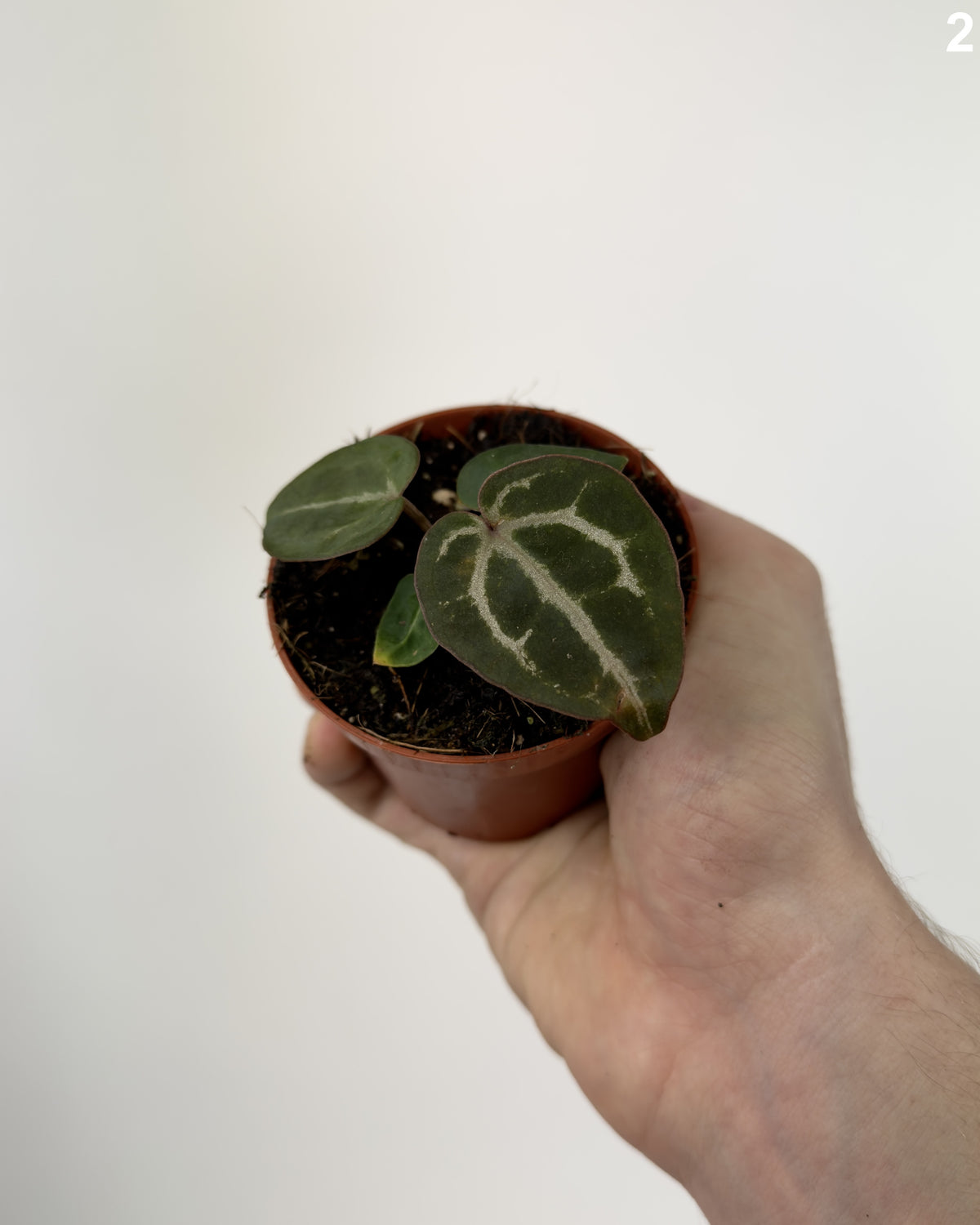 Anthurium Red Crystallinum WW