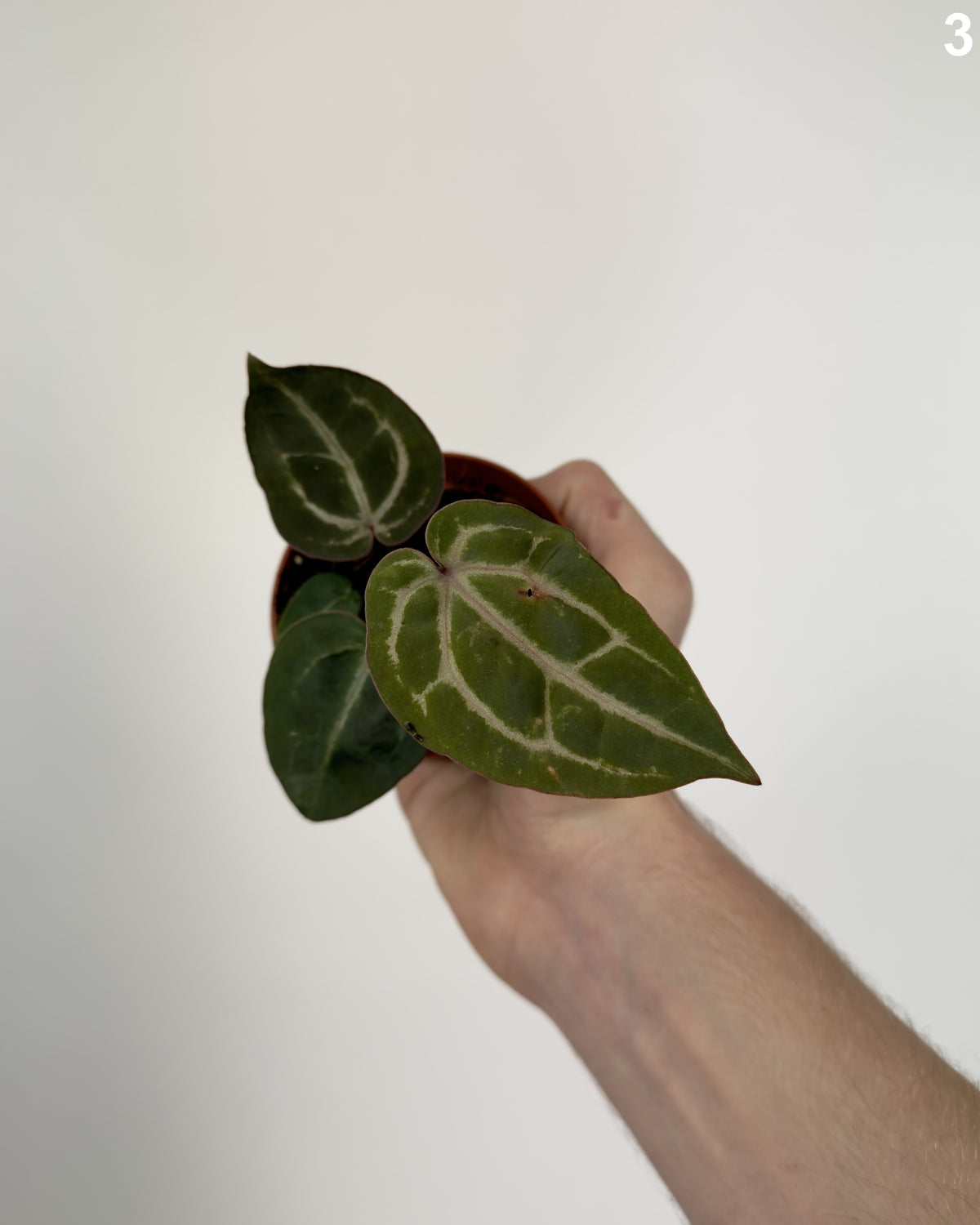 Anthurium Red Crystallinum WW