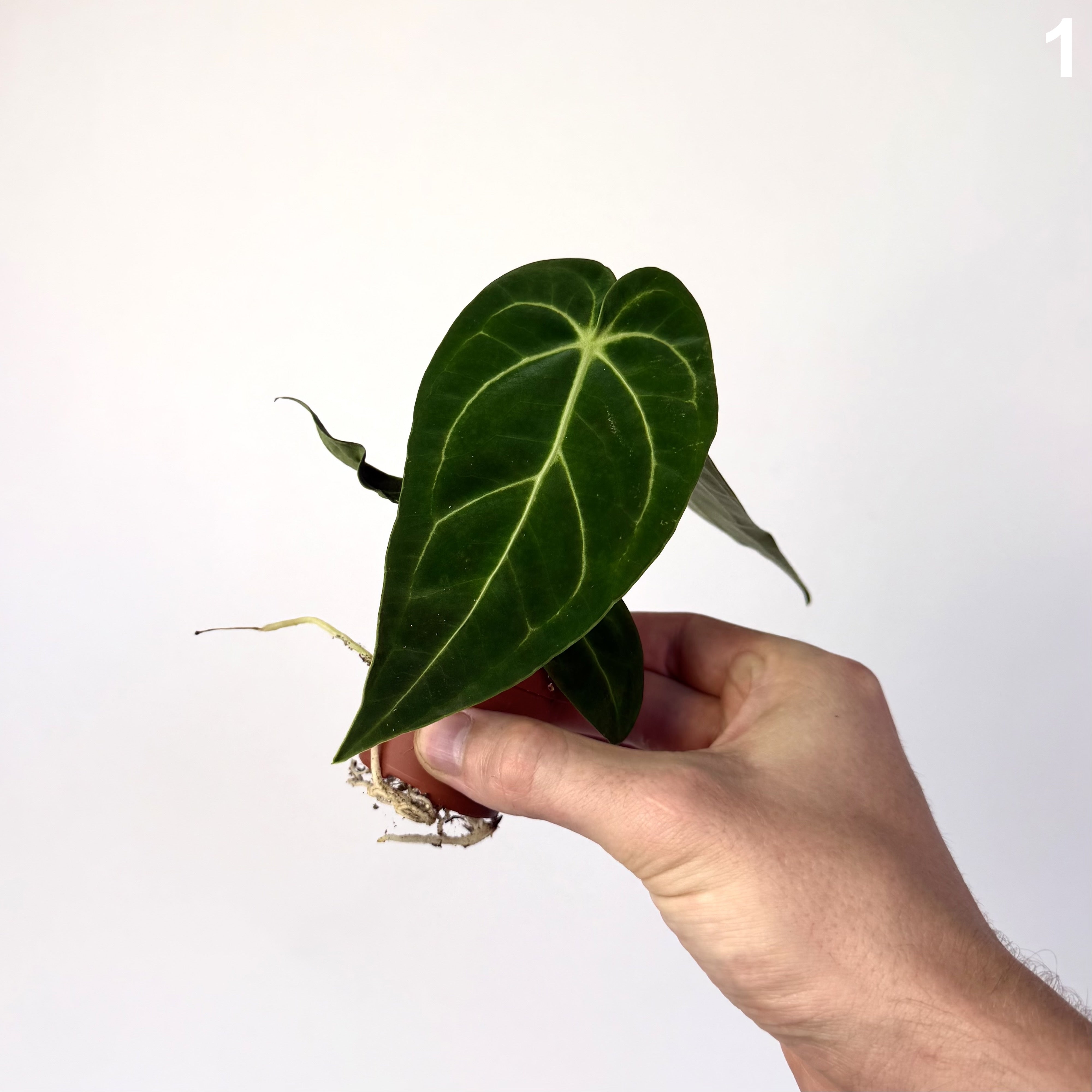 Anthurium Regale WW