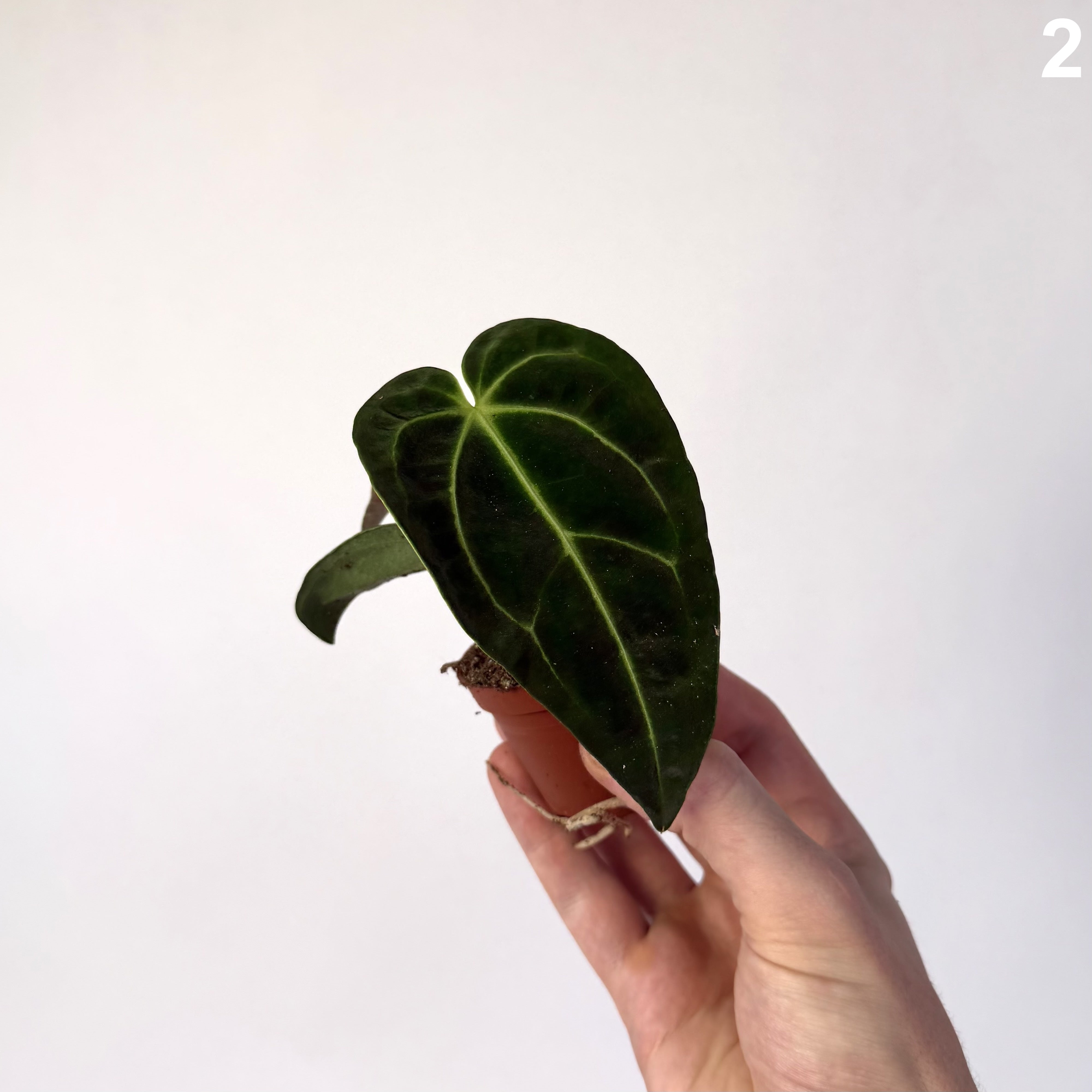 Anthurium Regale WW