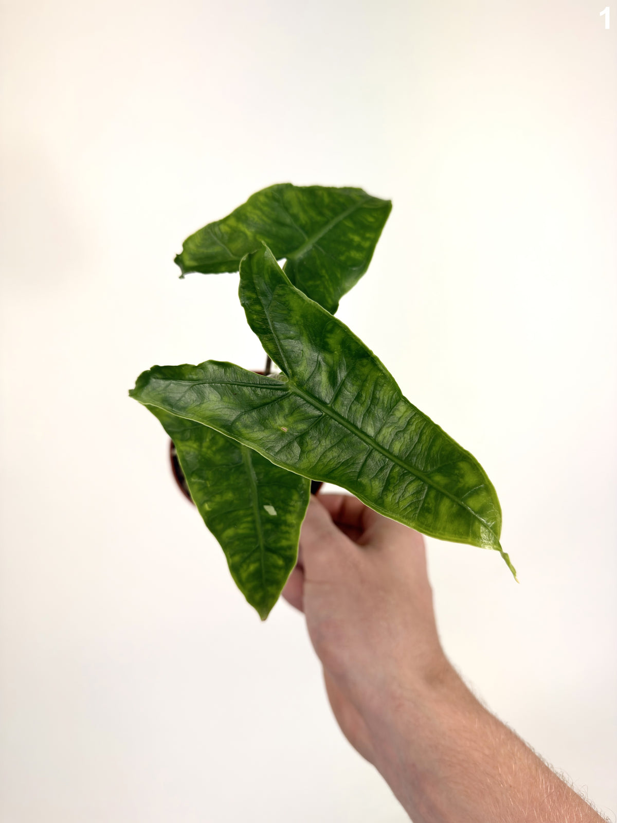 Alocasia Zebrina Reticulata WW