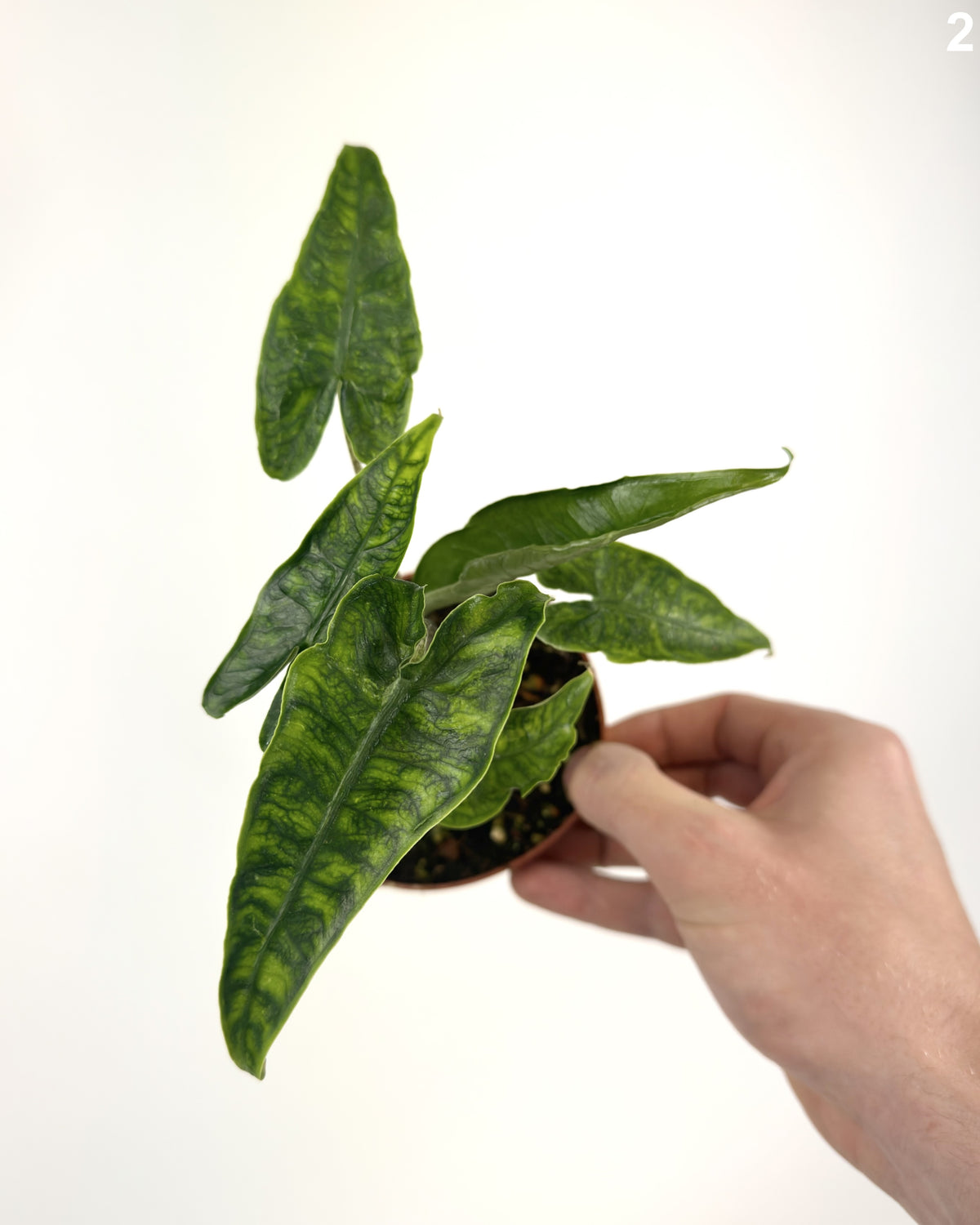 Alocasia Zebrina Reticulata WW