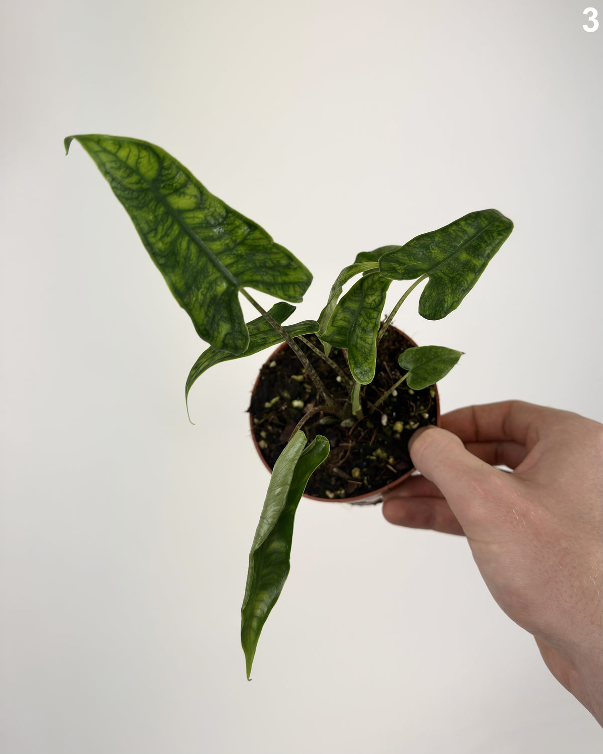 Alocasia Zebrina Reticulata WW