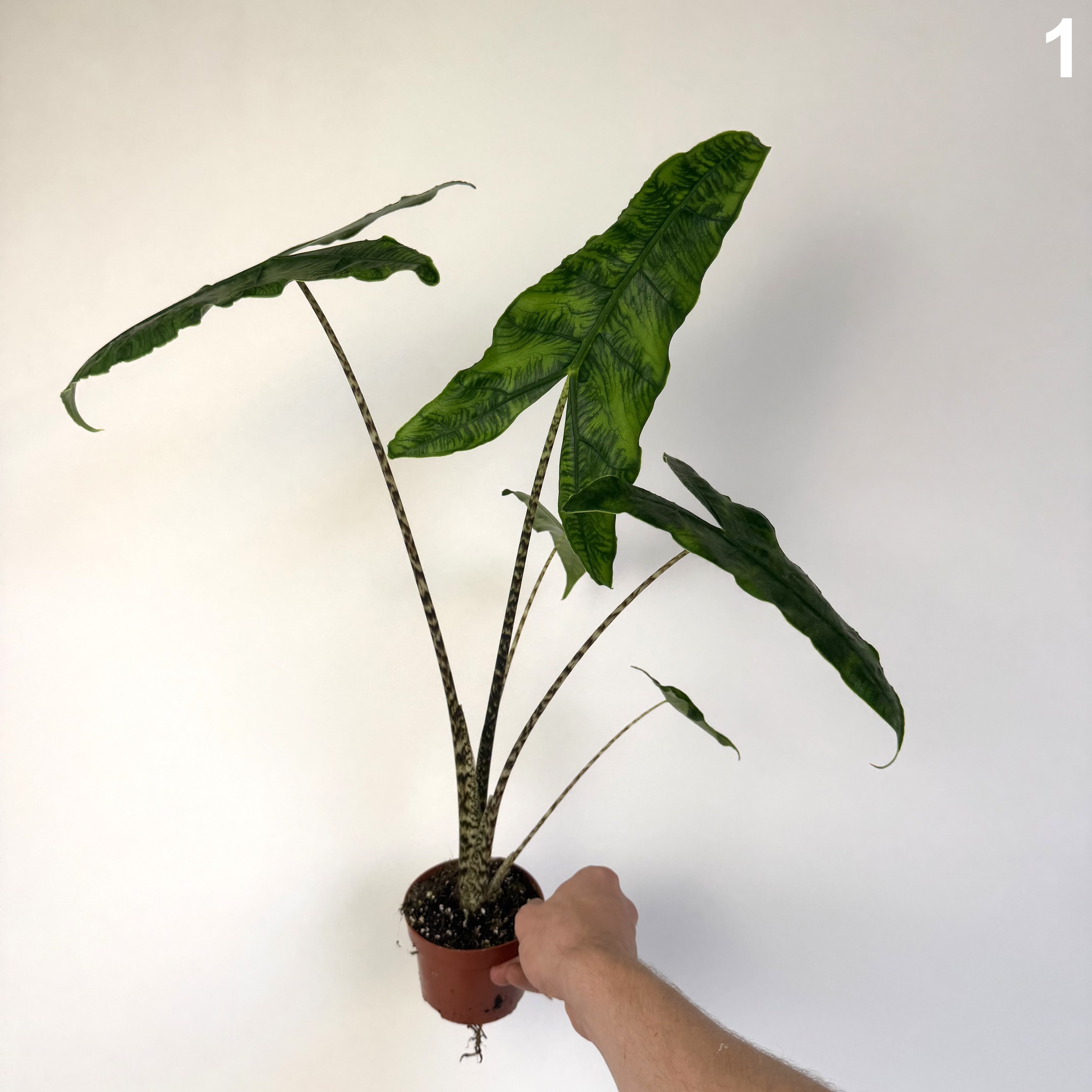 Alocasia Zebrina Reticulata WW