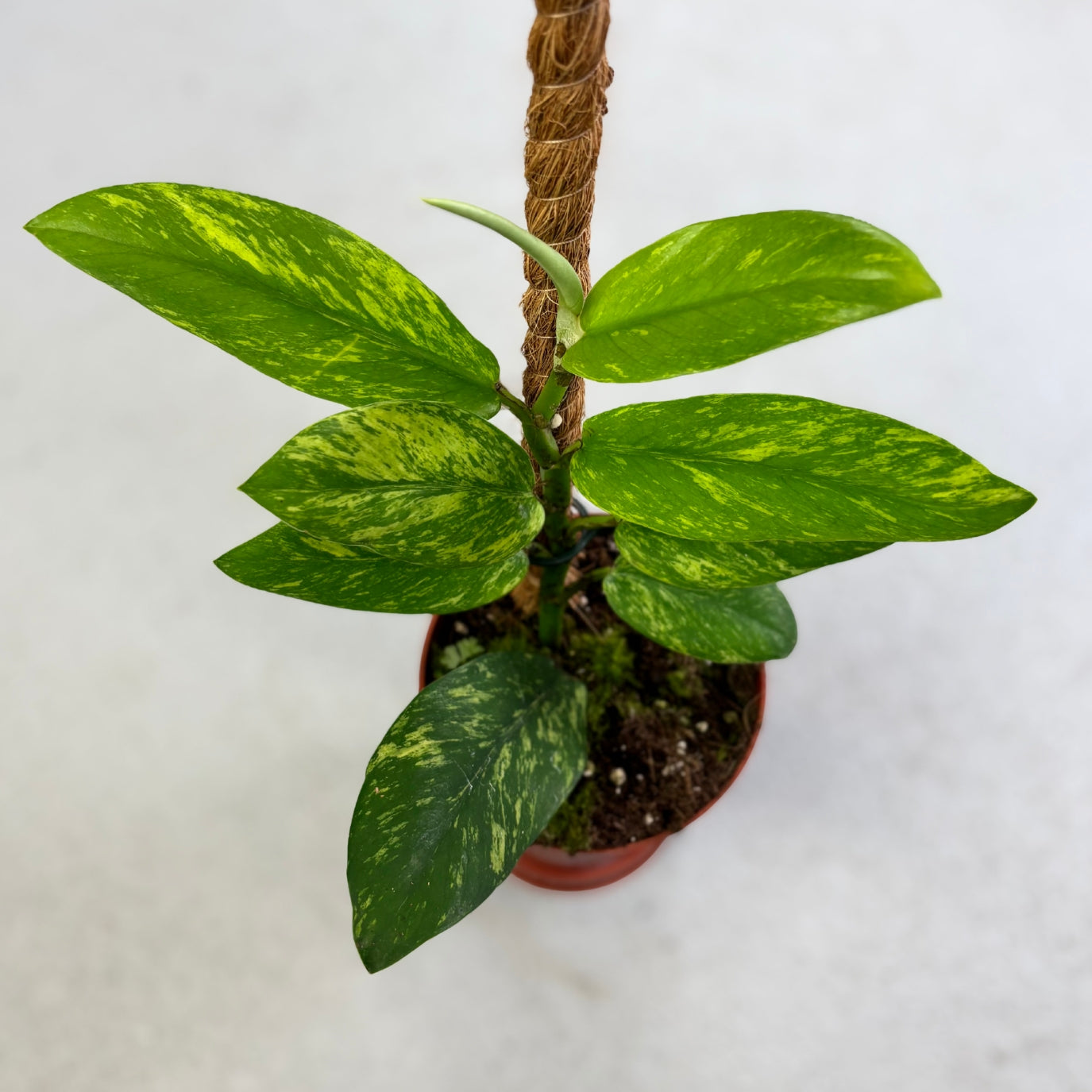 Rhaphidophora Elliptica Aurea - Downtown Plant Club