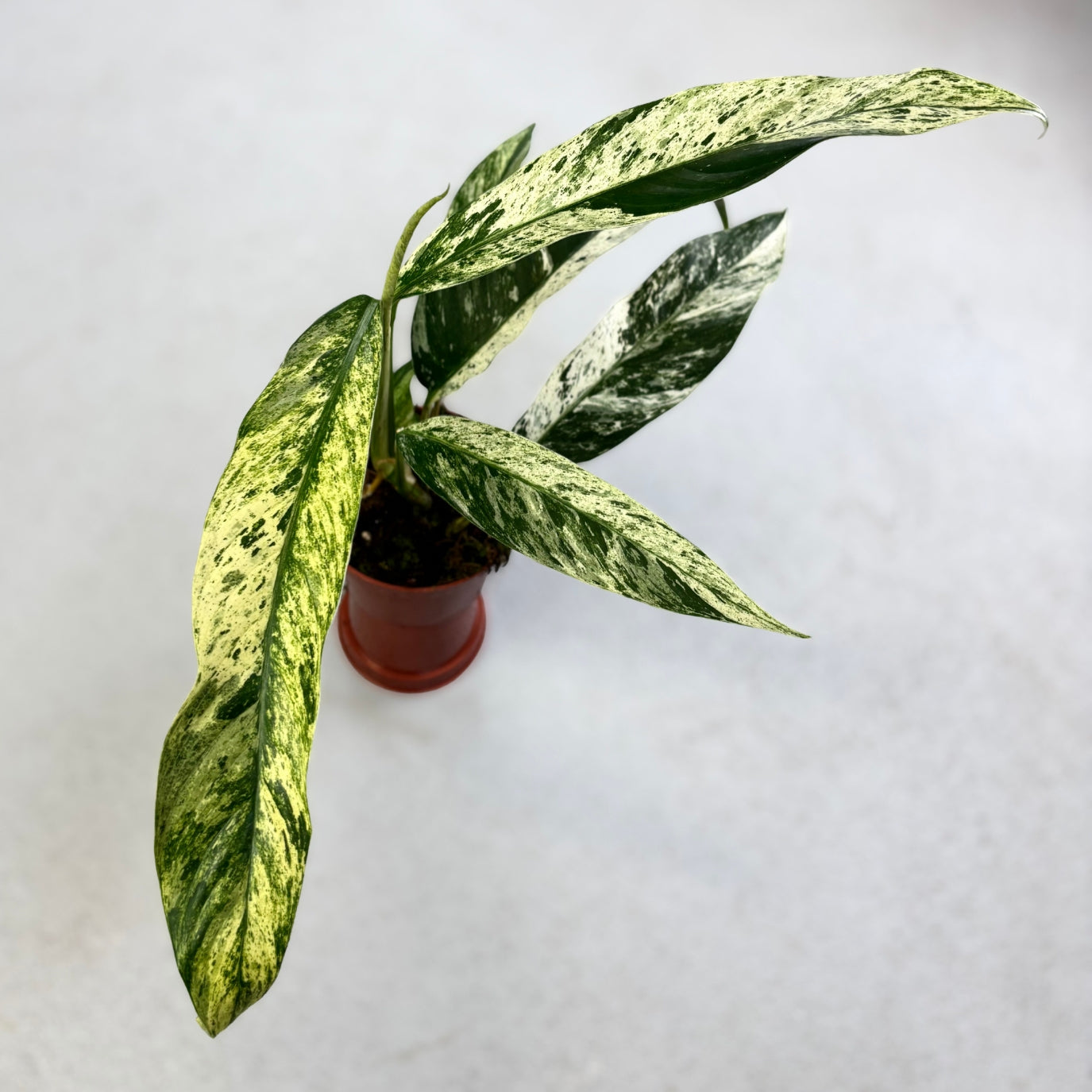 Rhaphidophora Foraminifera Marble - Downtown Plant Club