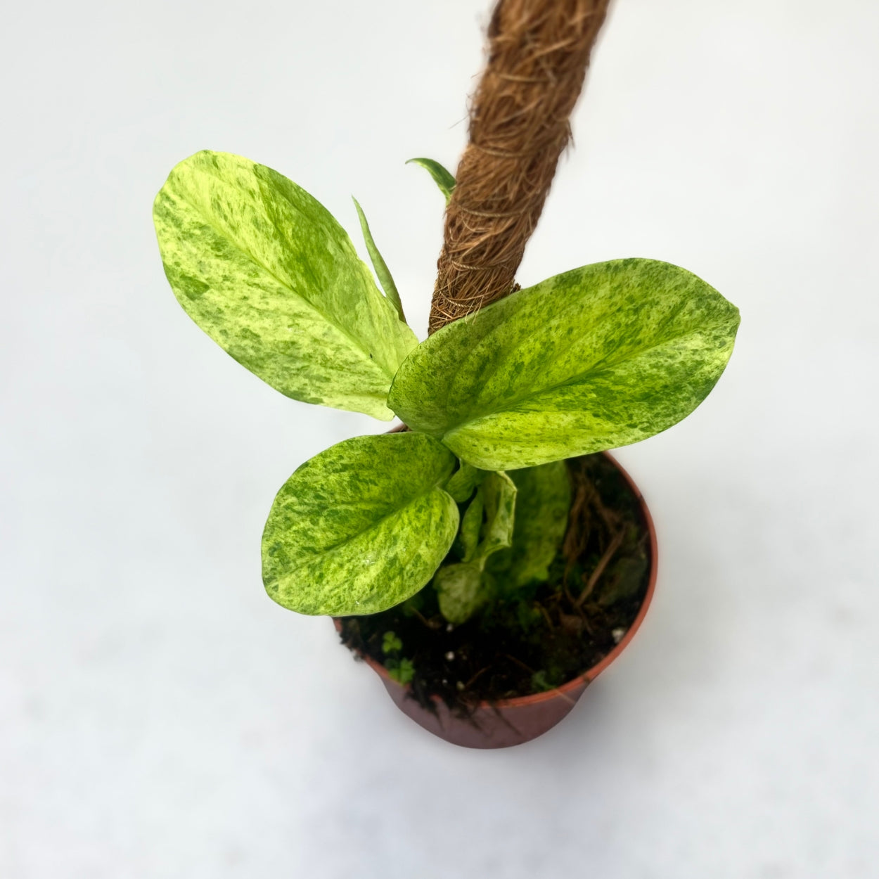 Rhaphidophora Korthalsii Variegata - Downtown Plant Club