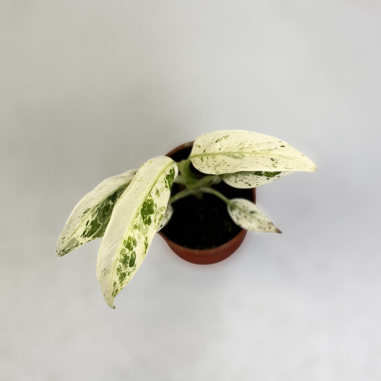 Rhaphidophora Puberula Variegata by Downtown Plant Club