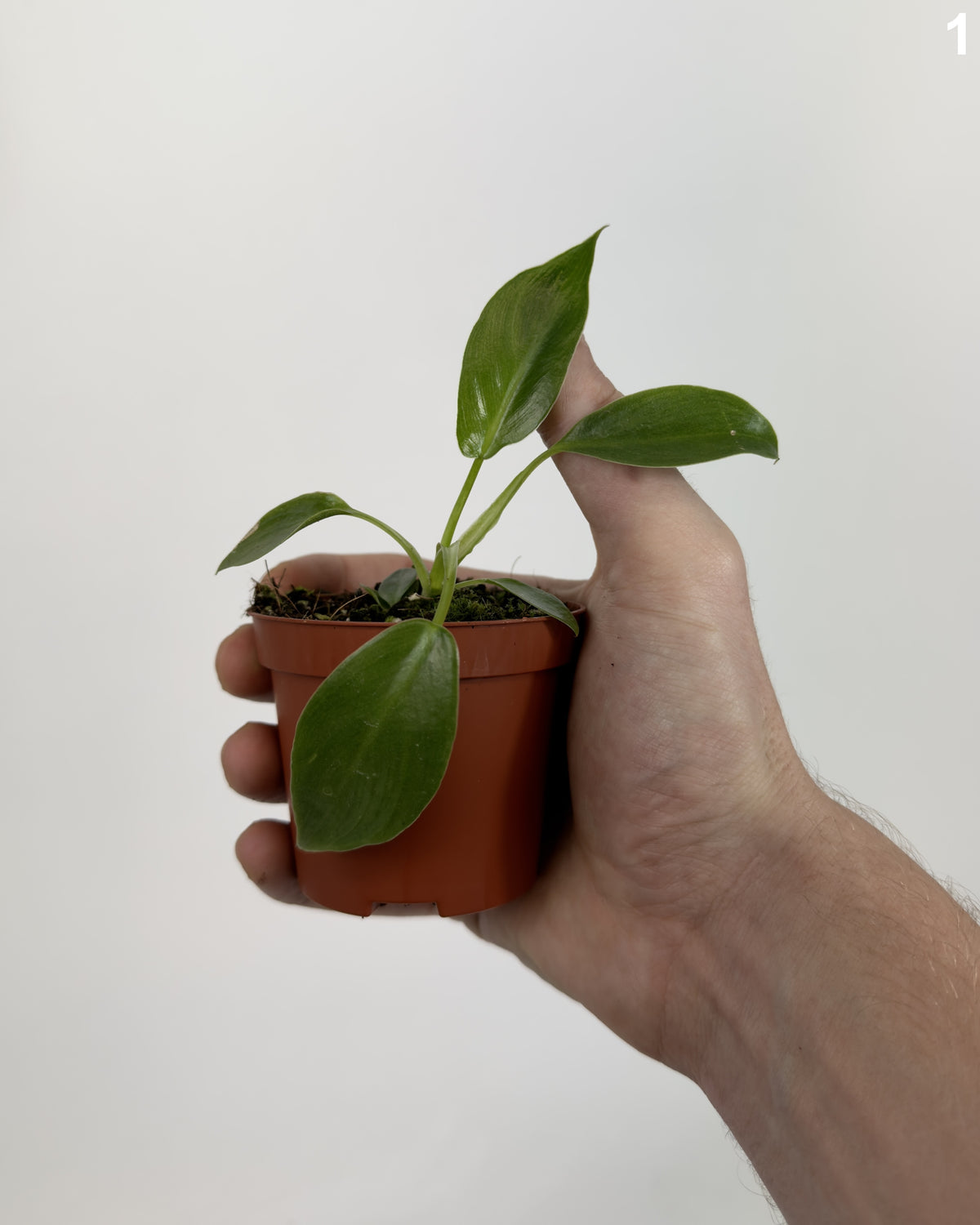 Philodendron Spiritus Sancti WW