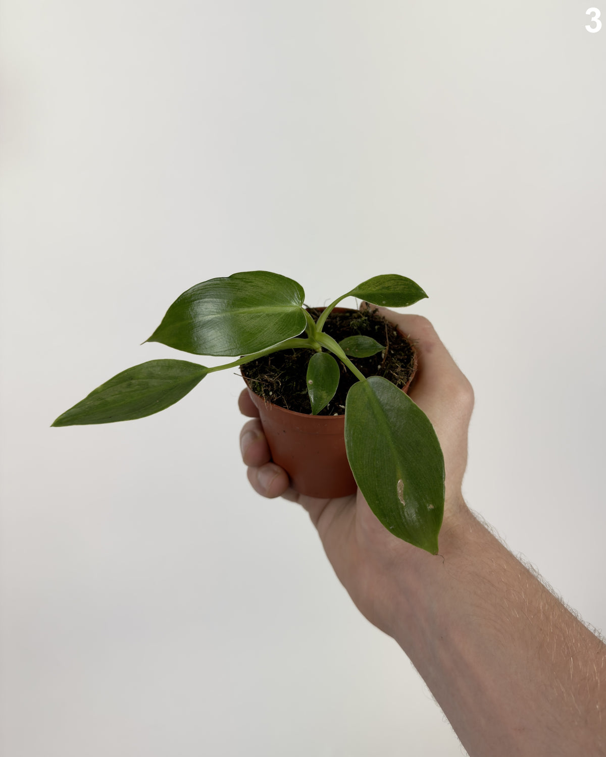 Philodendron Spiritus Sancti WW