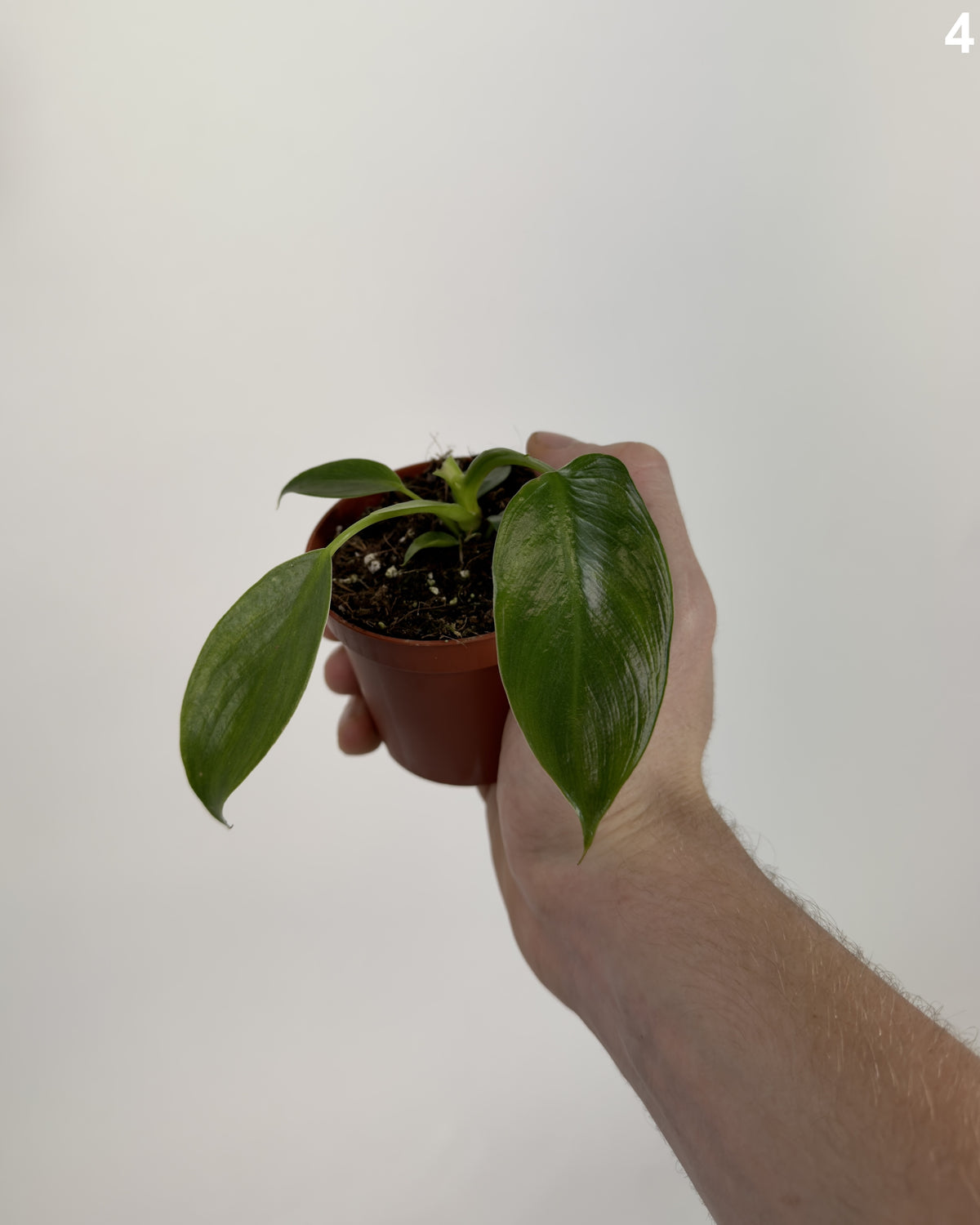 Philodendron Spiritus Sancti WW