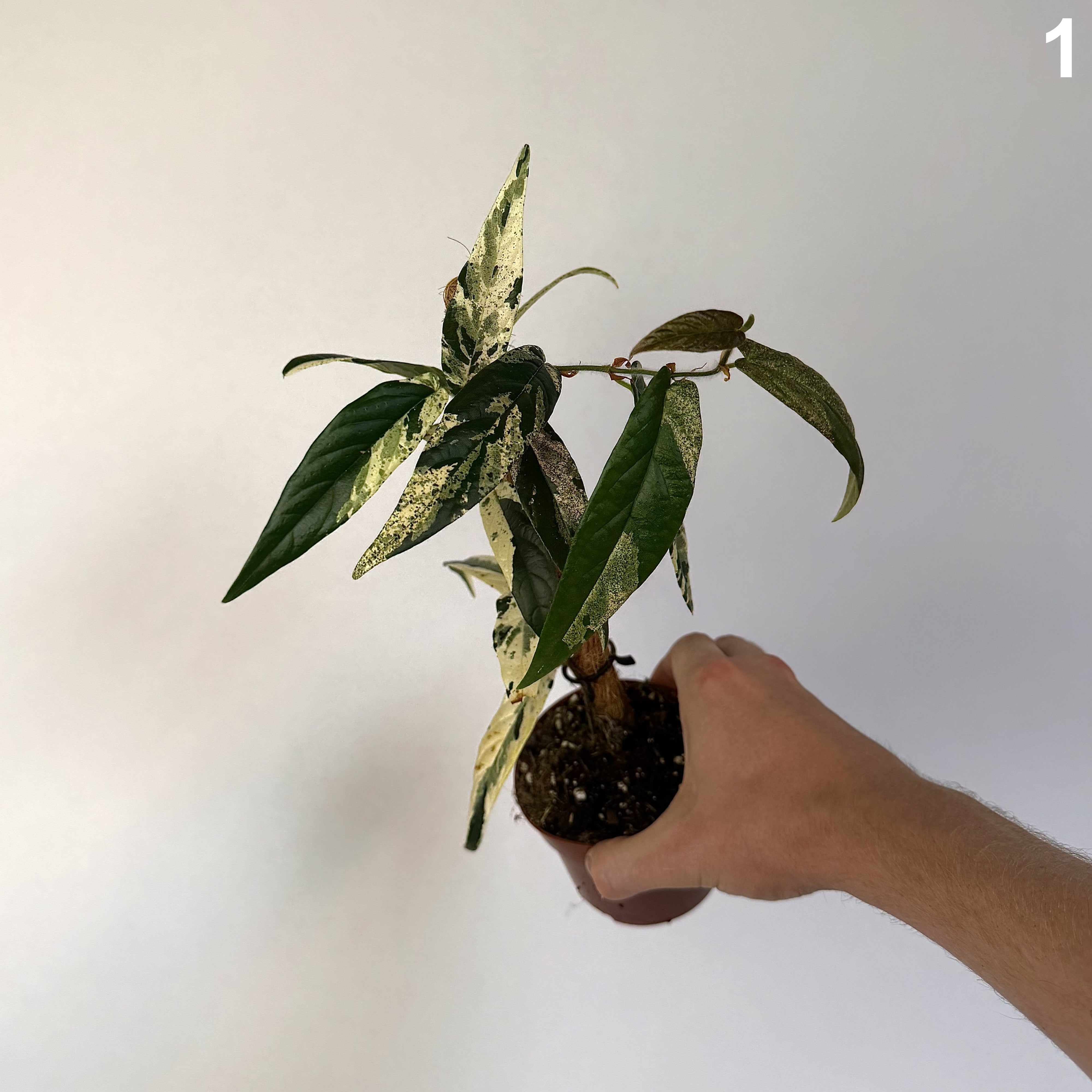 Ficus Sagittata