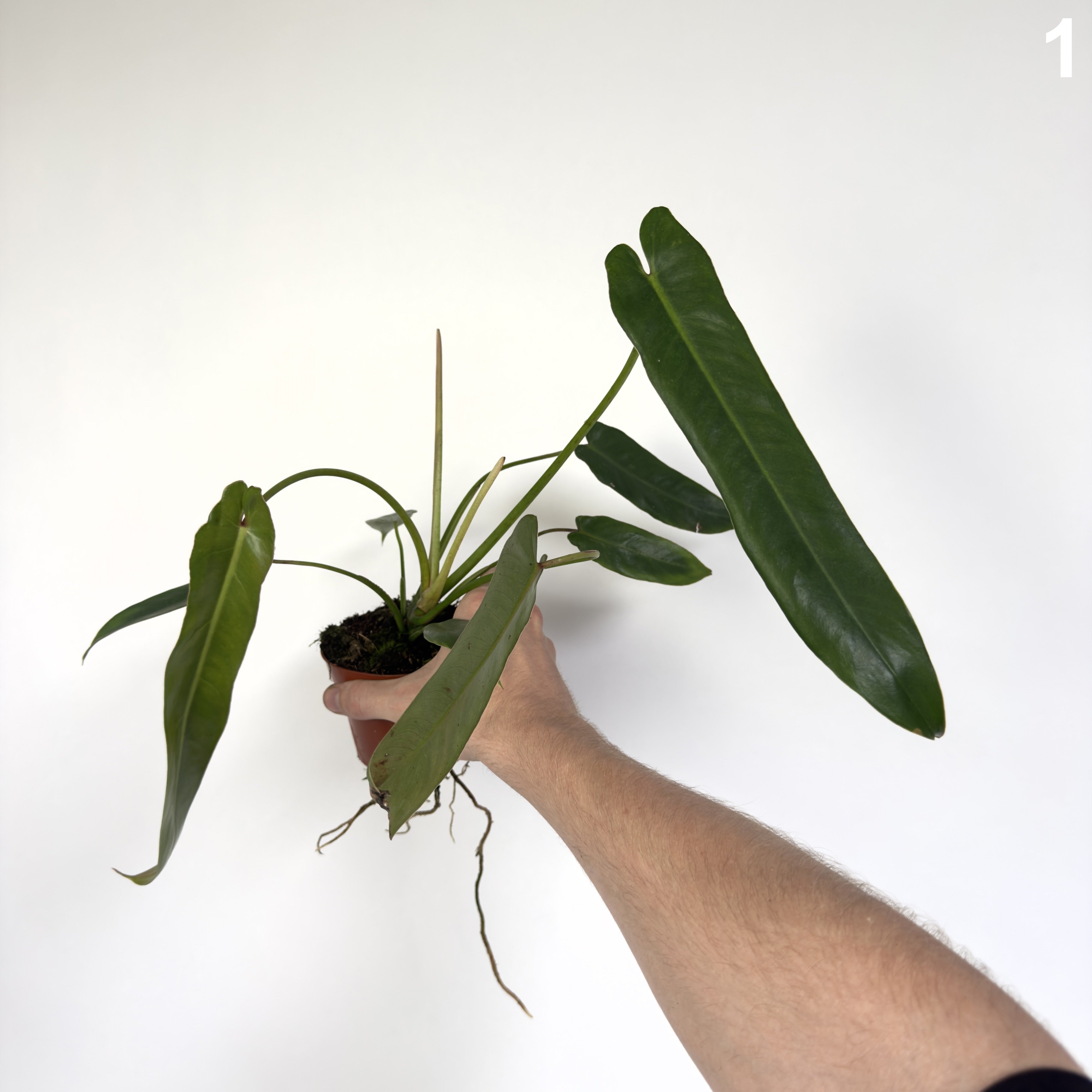 Philodendron Spiritus Sancti WW
