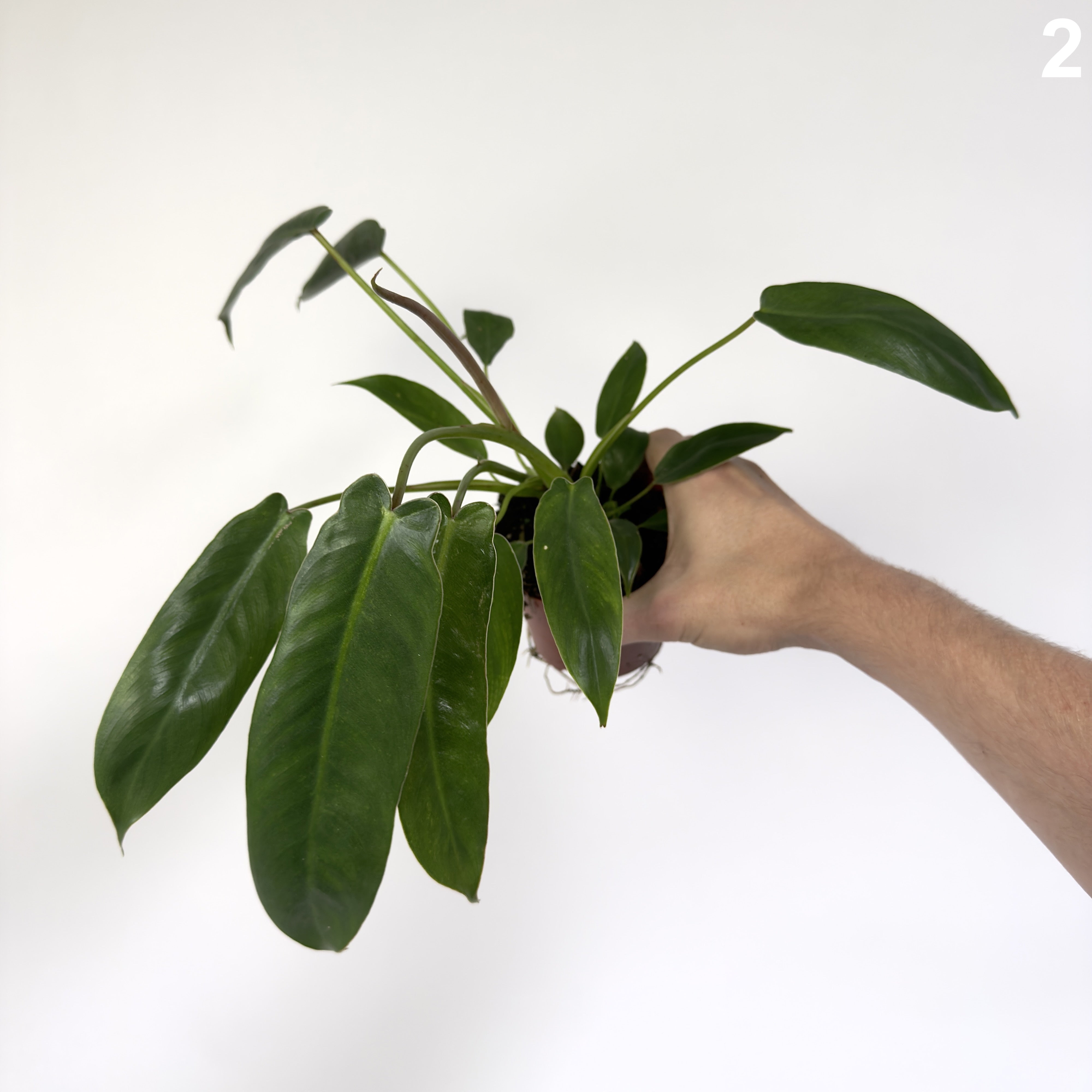 Philodendron Spiritus Sancti WW