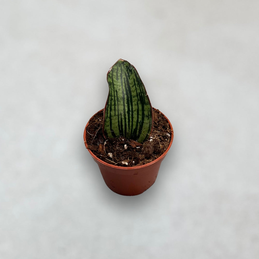 Sansevieria Cleopatra