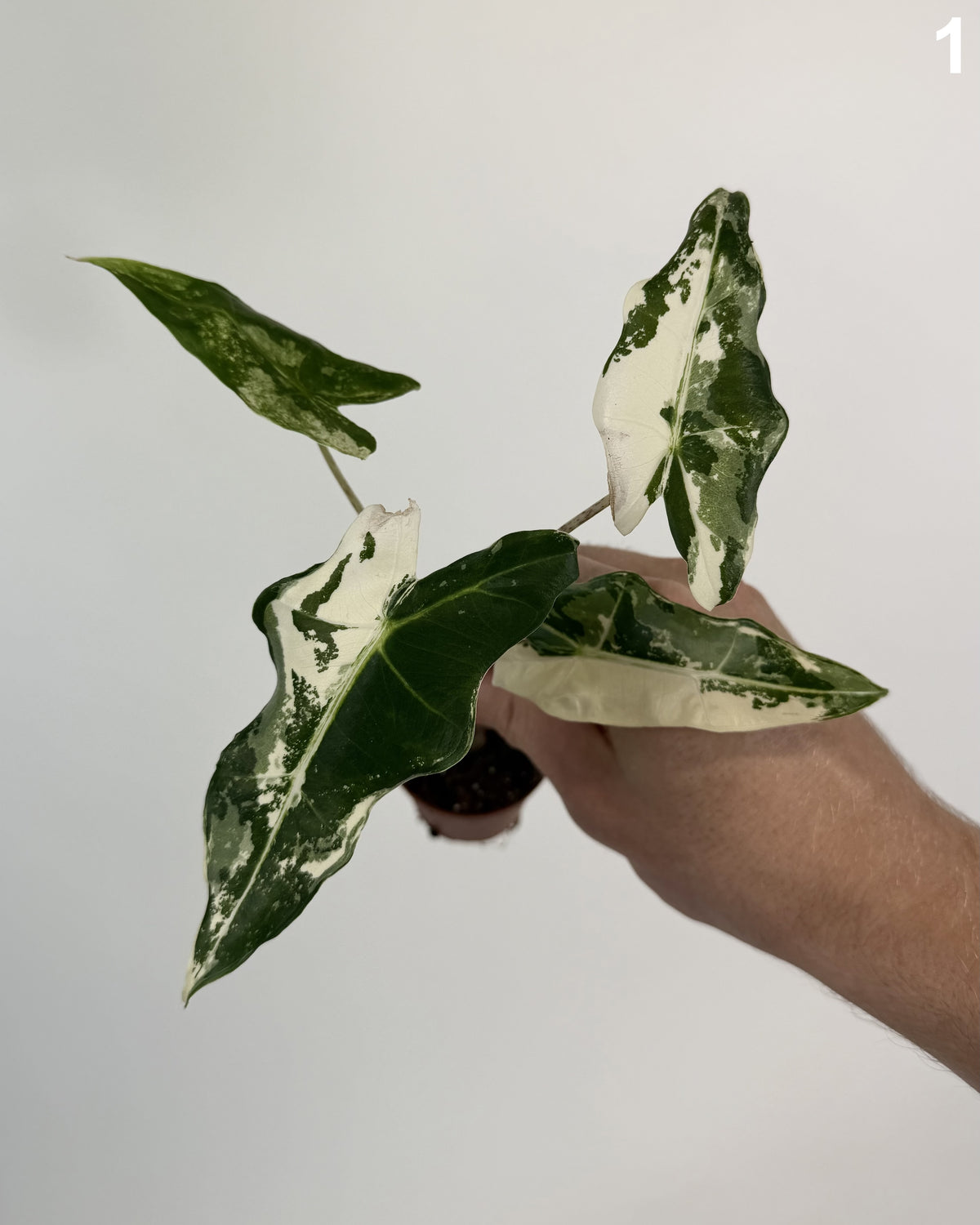Alocasia Sarian Albo WW