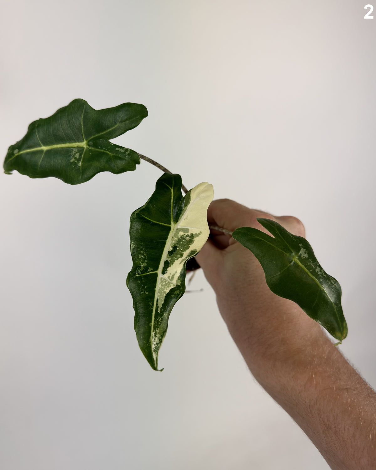 Alocasia Sarian Albo WW