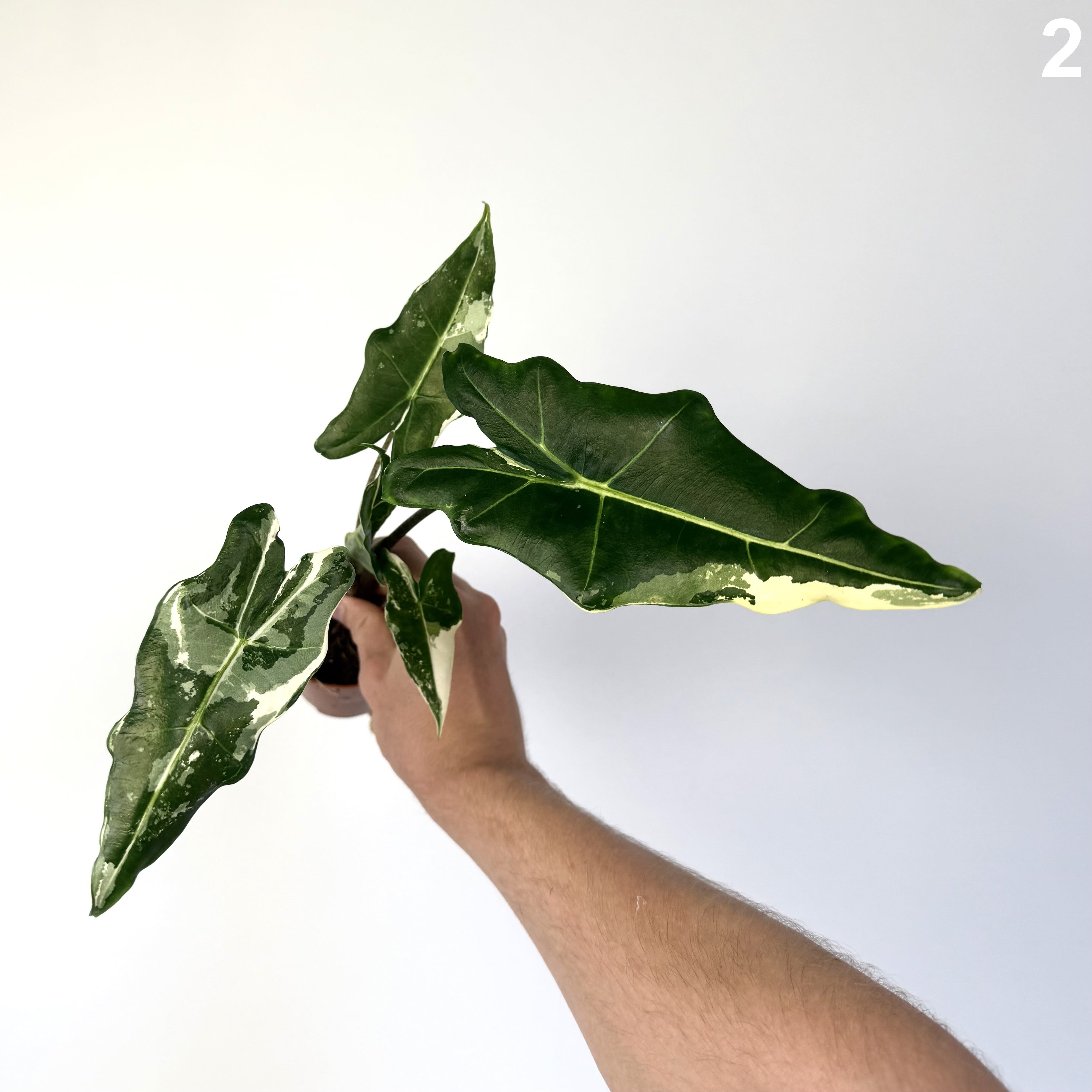 Alocasia Sarian Albo WW