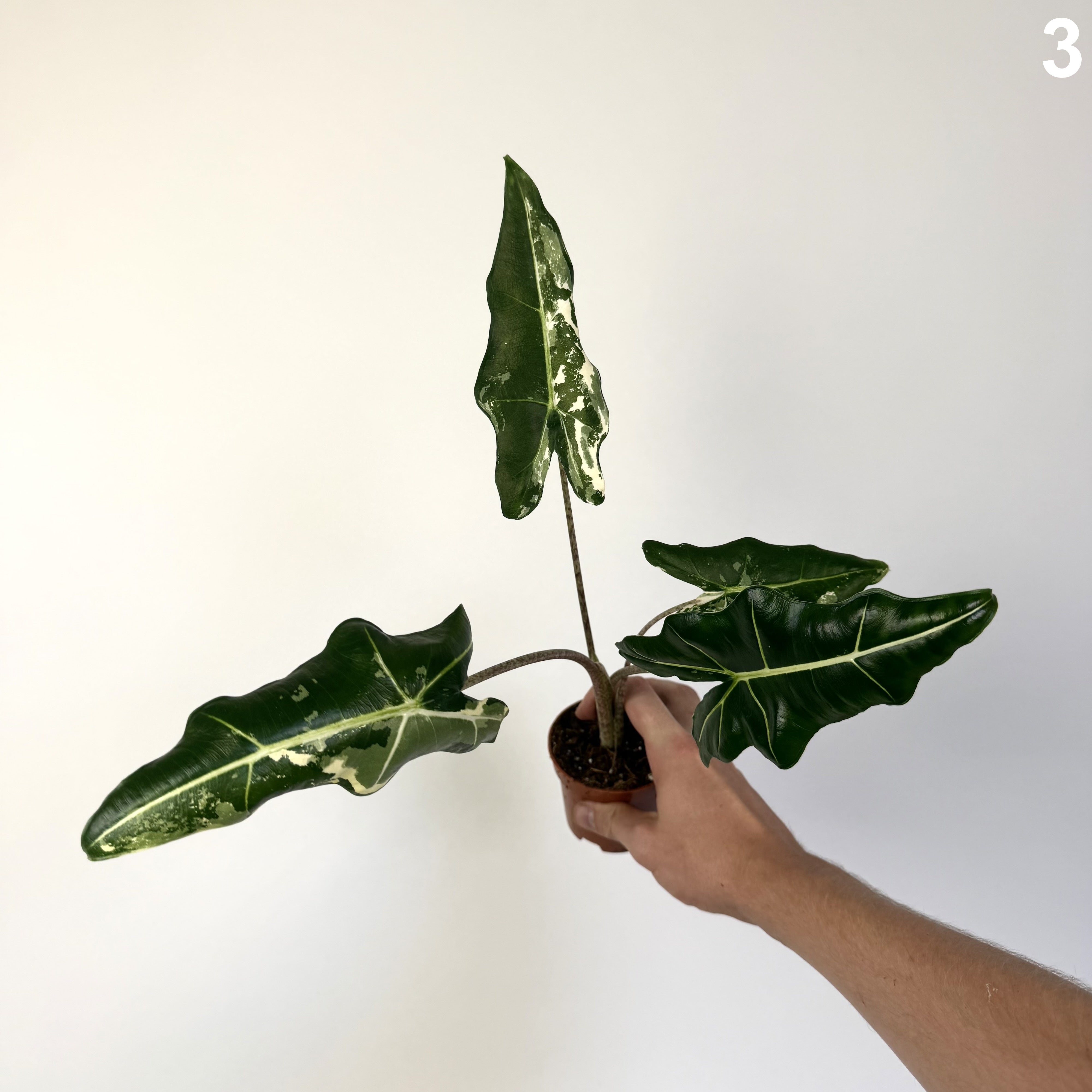 Alocasia Sarian Albo WW