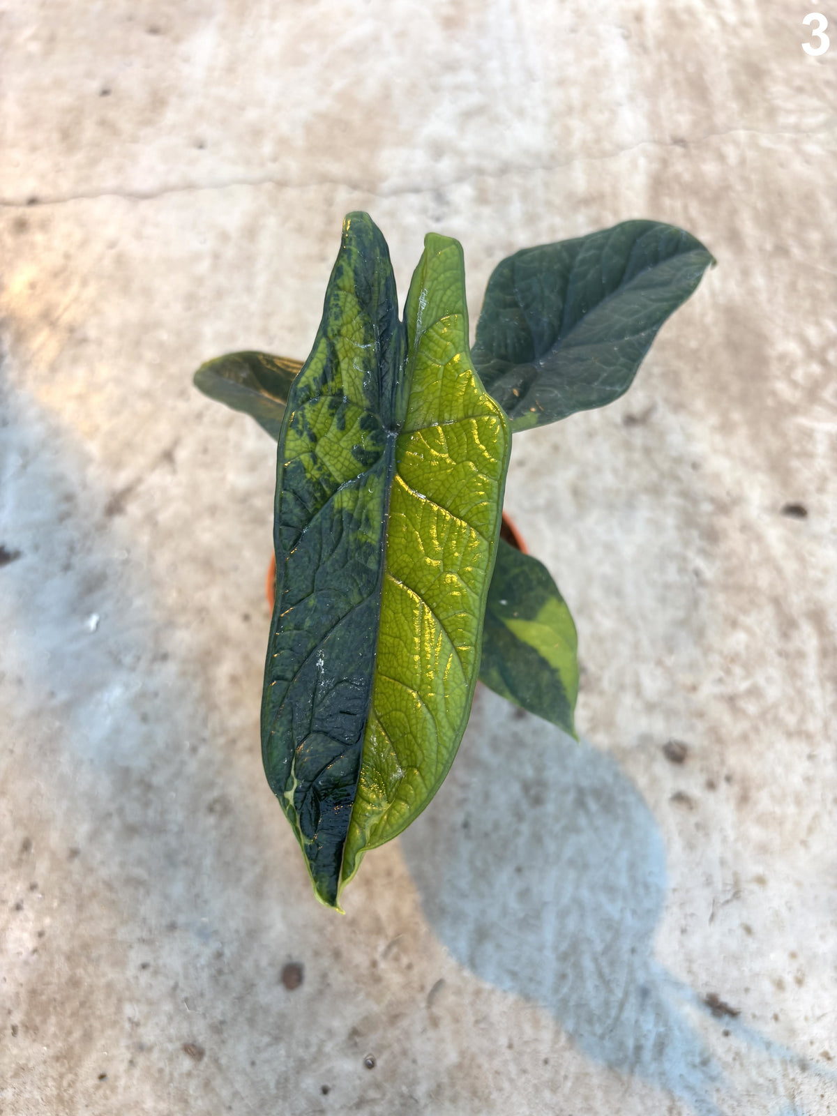 Alocasia Scalprum Aurea WW