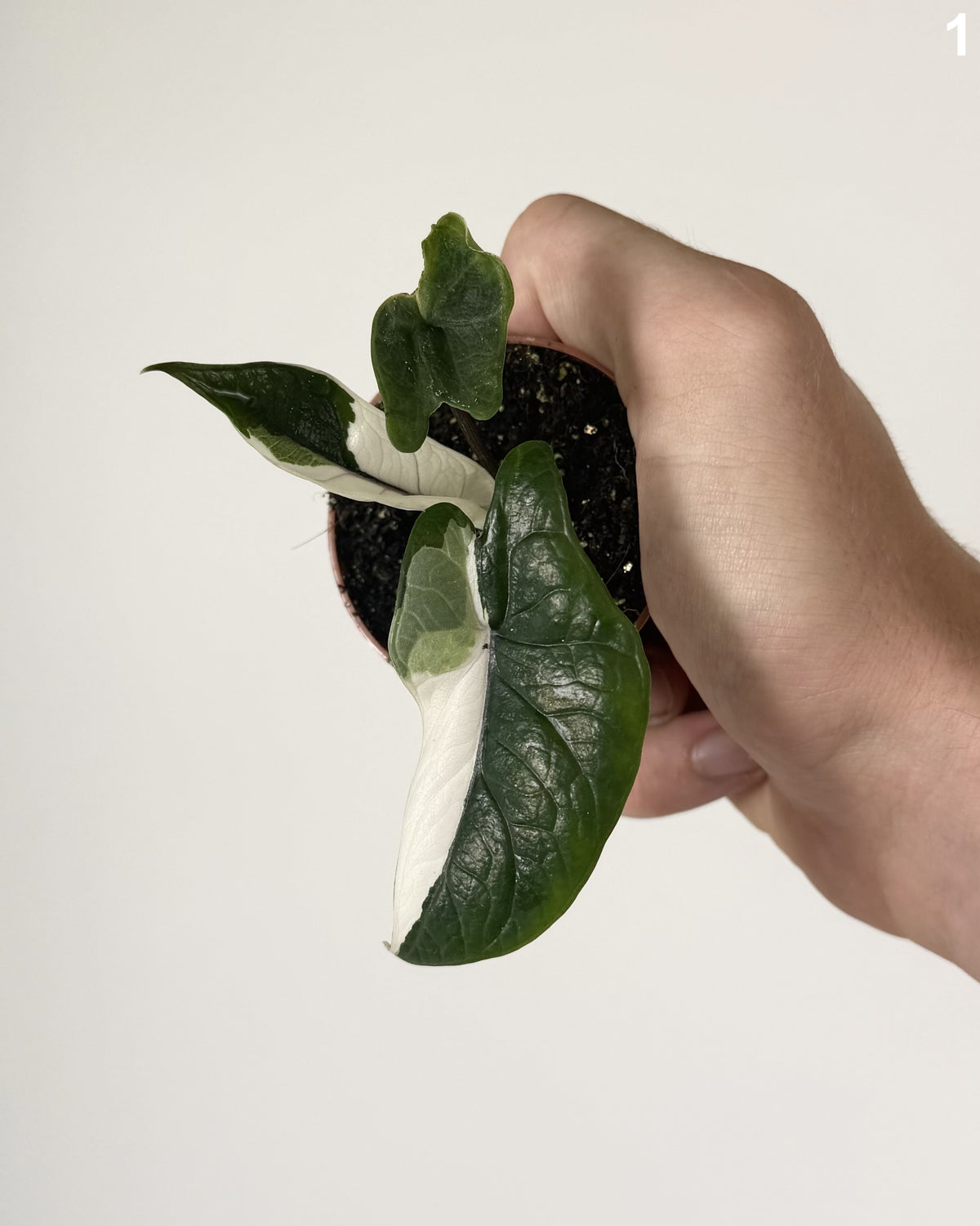 Alocasia Scalprum Albo WW