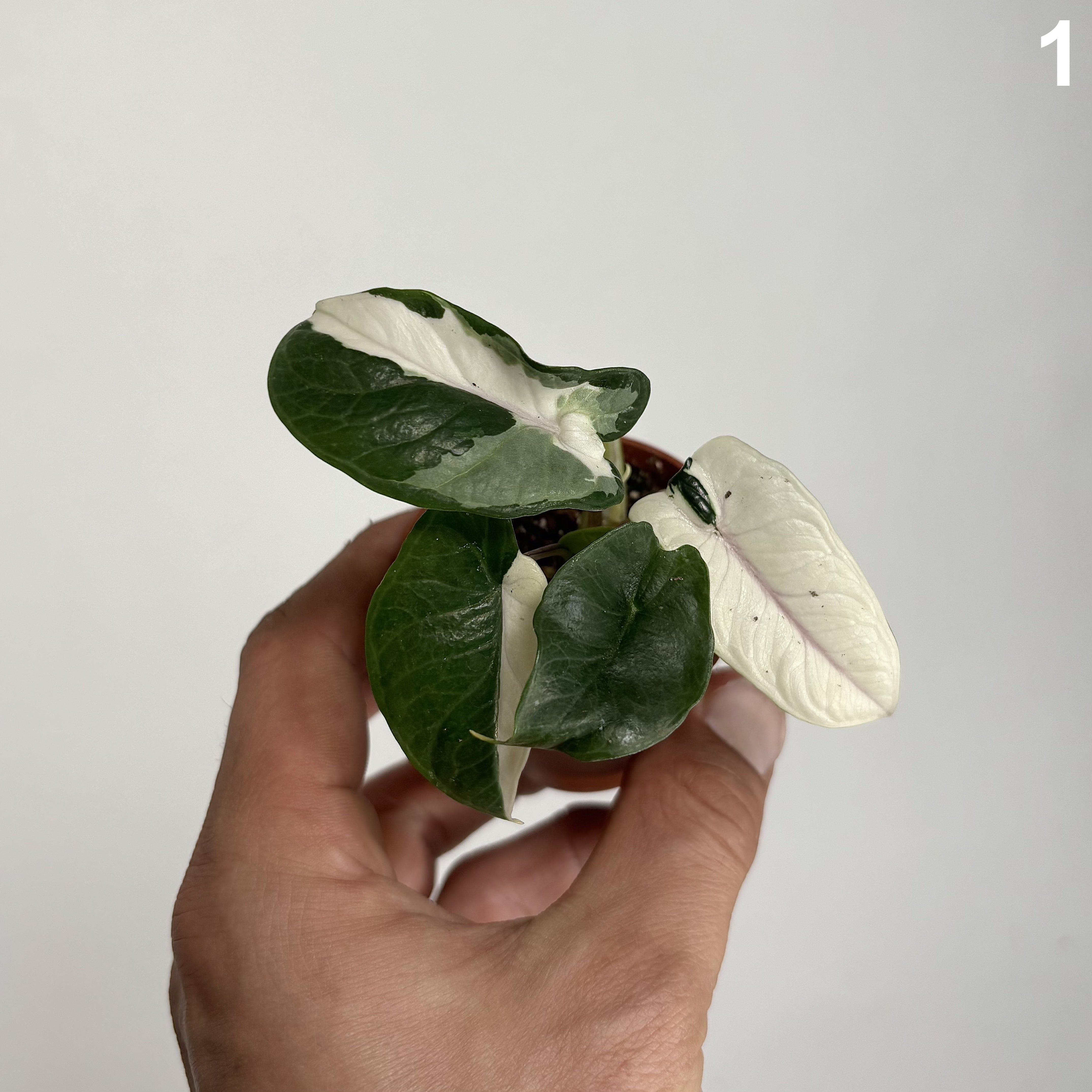 Alocasia Scalprum Albo