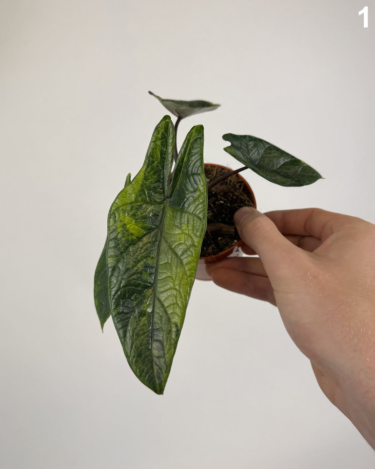 Alocasia Scalprum Aurea WW
