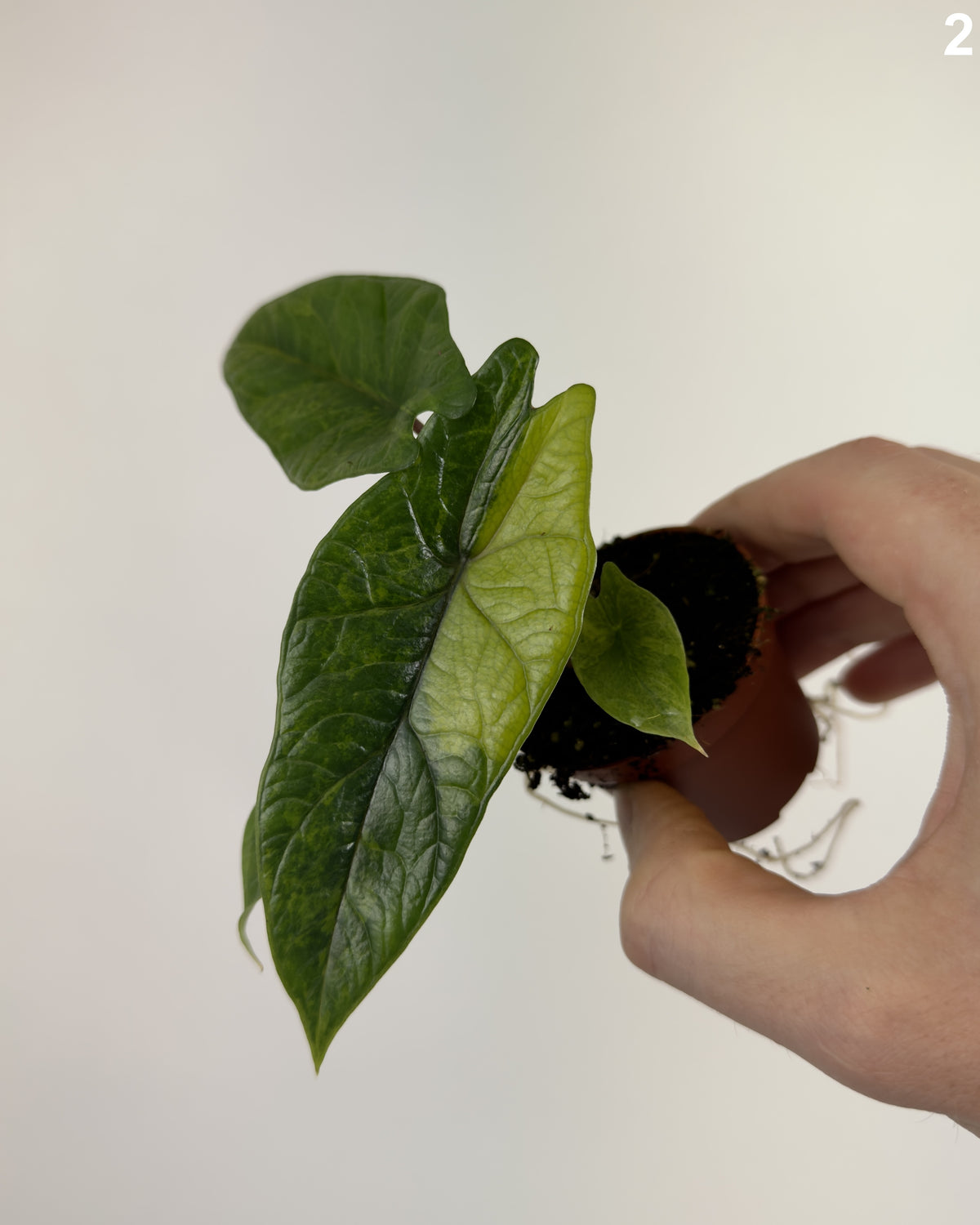 Alocasia Scalprum Aurea WW