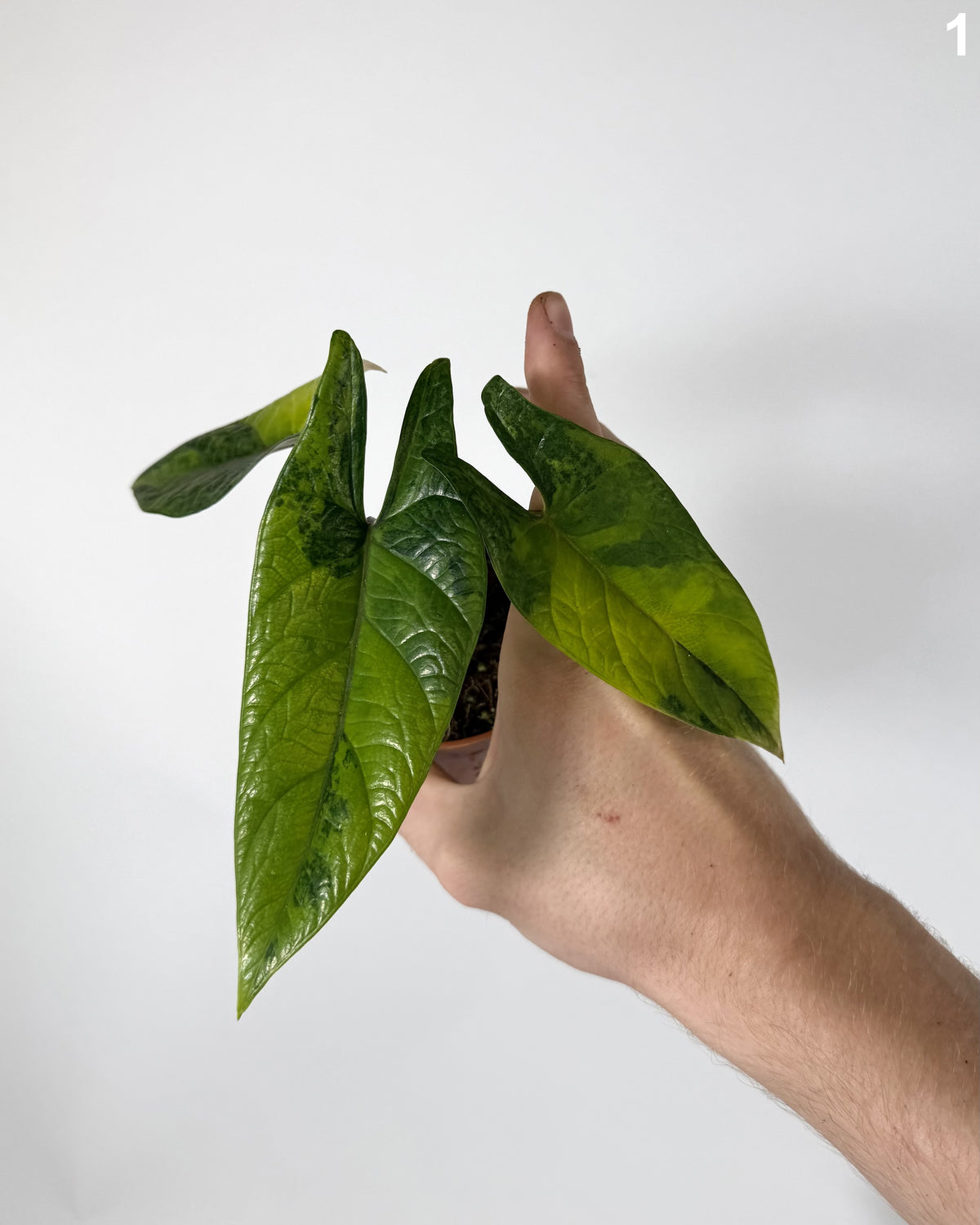Alocasia Scalprum Aurea WW