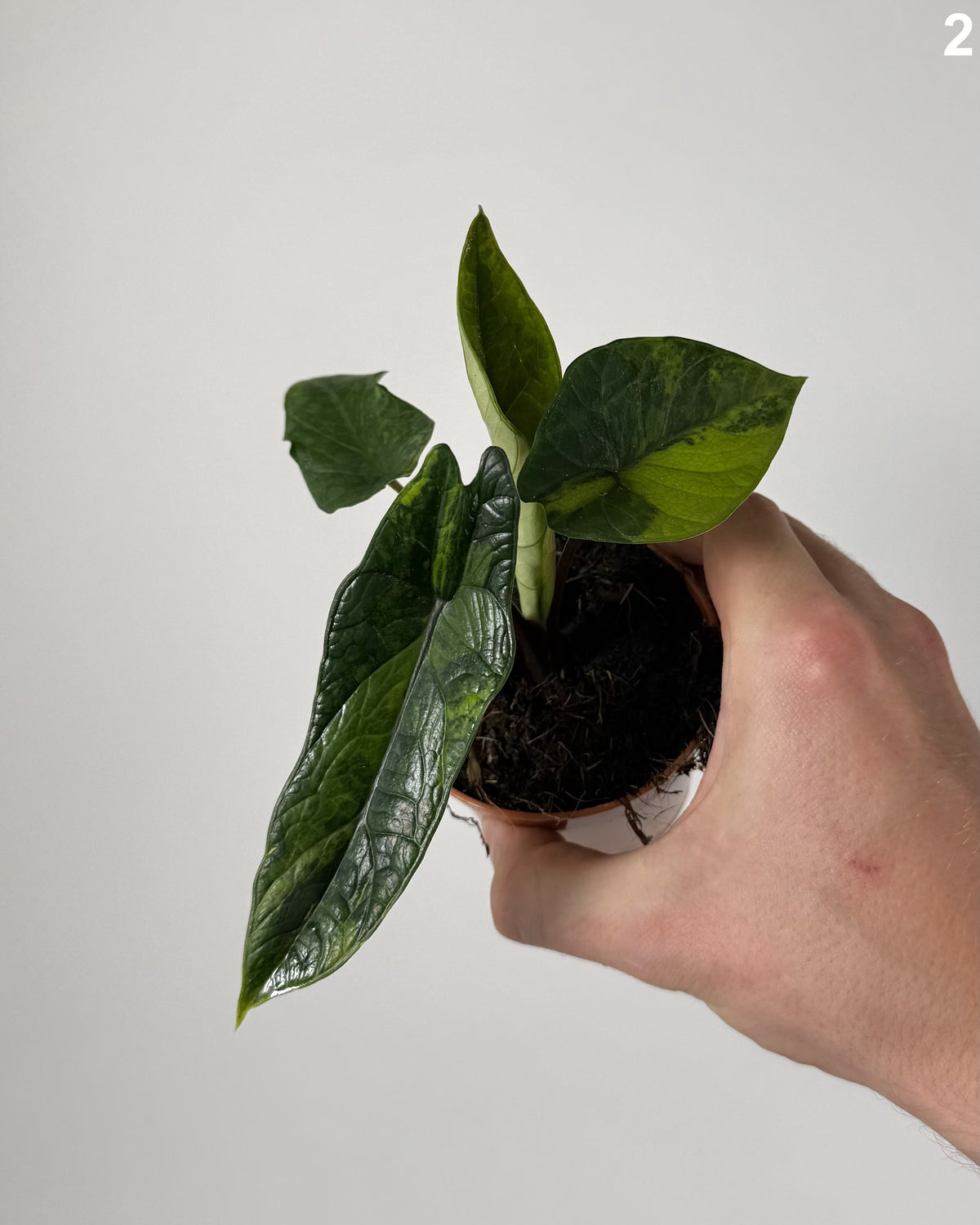 Alocasia Scalprum Aurea WW