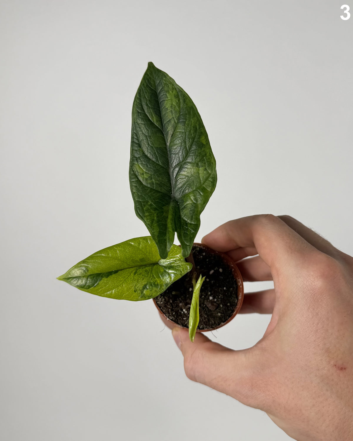 Alocasia Scalprum Aurea WW