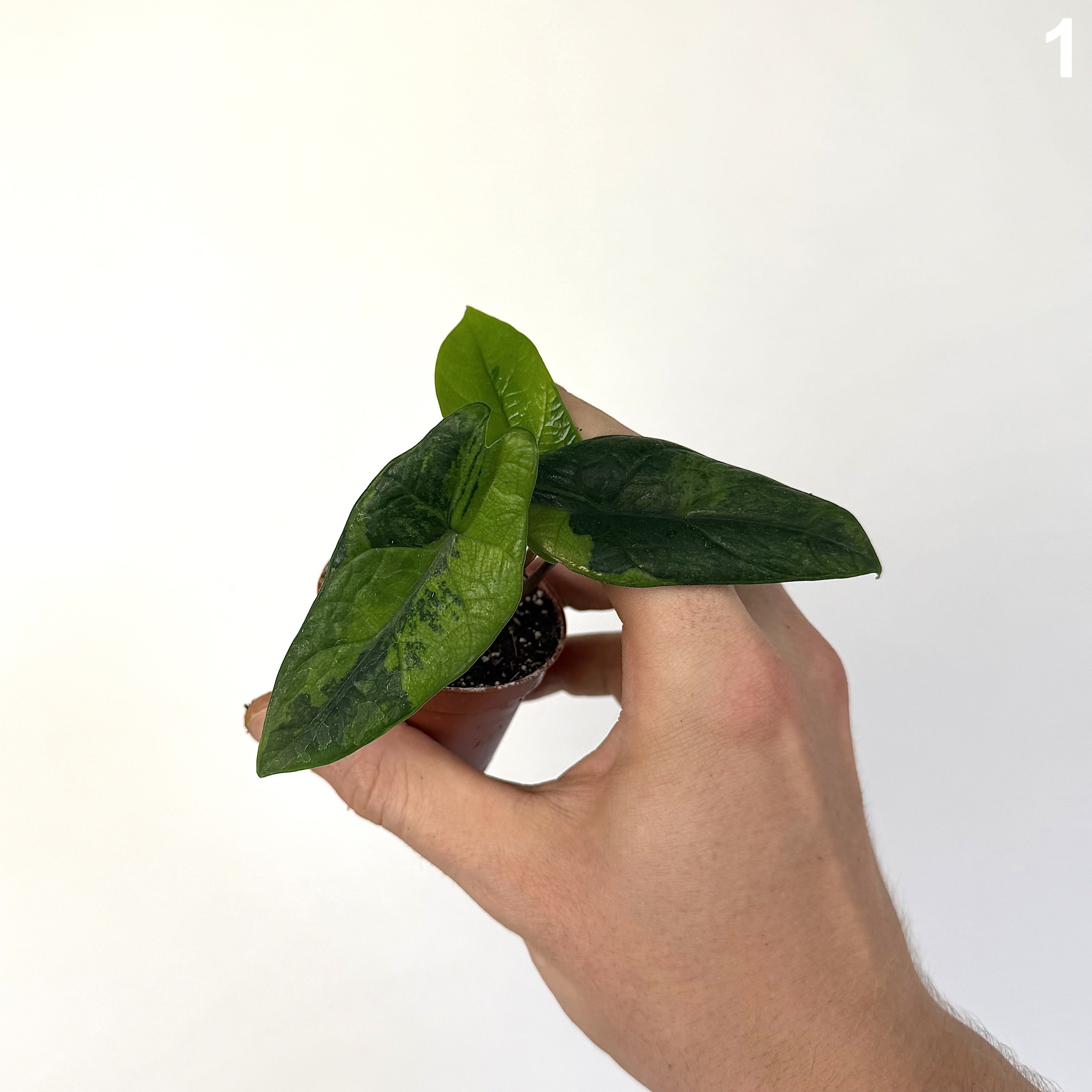 Alocasia Scalprum Aurea WW
