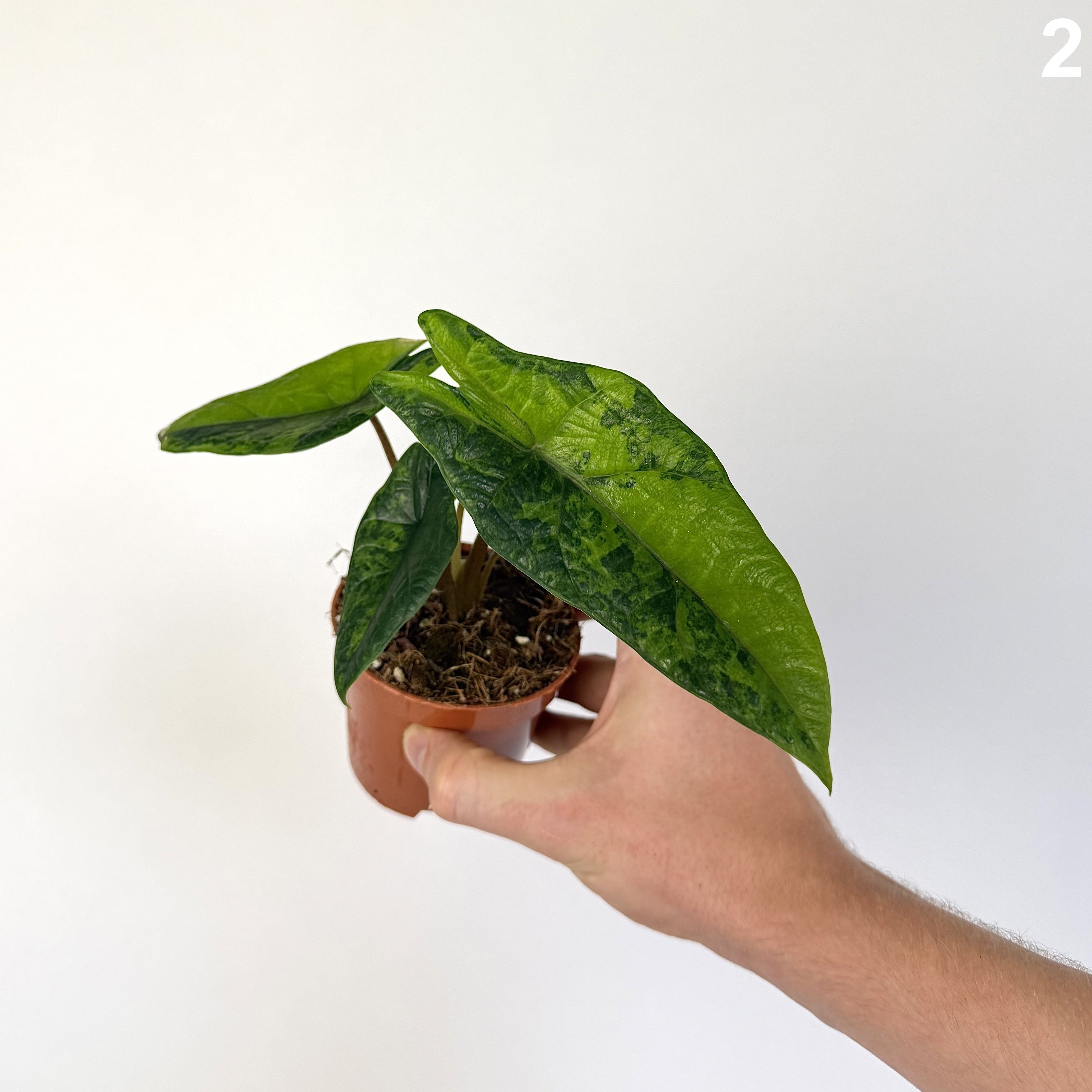 Alocasia Scalprum Aurea WW