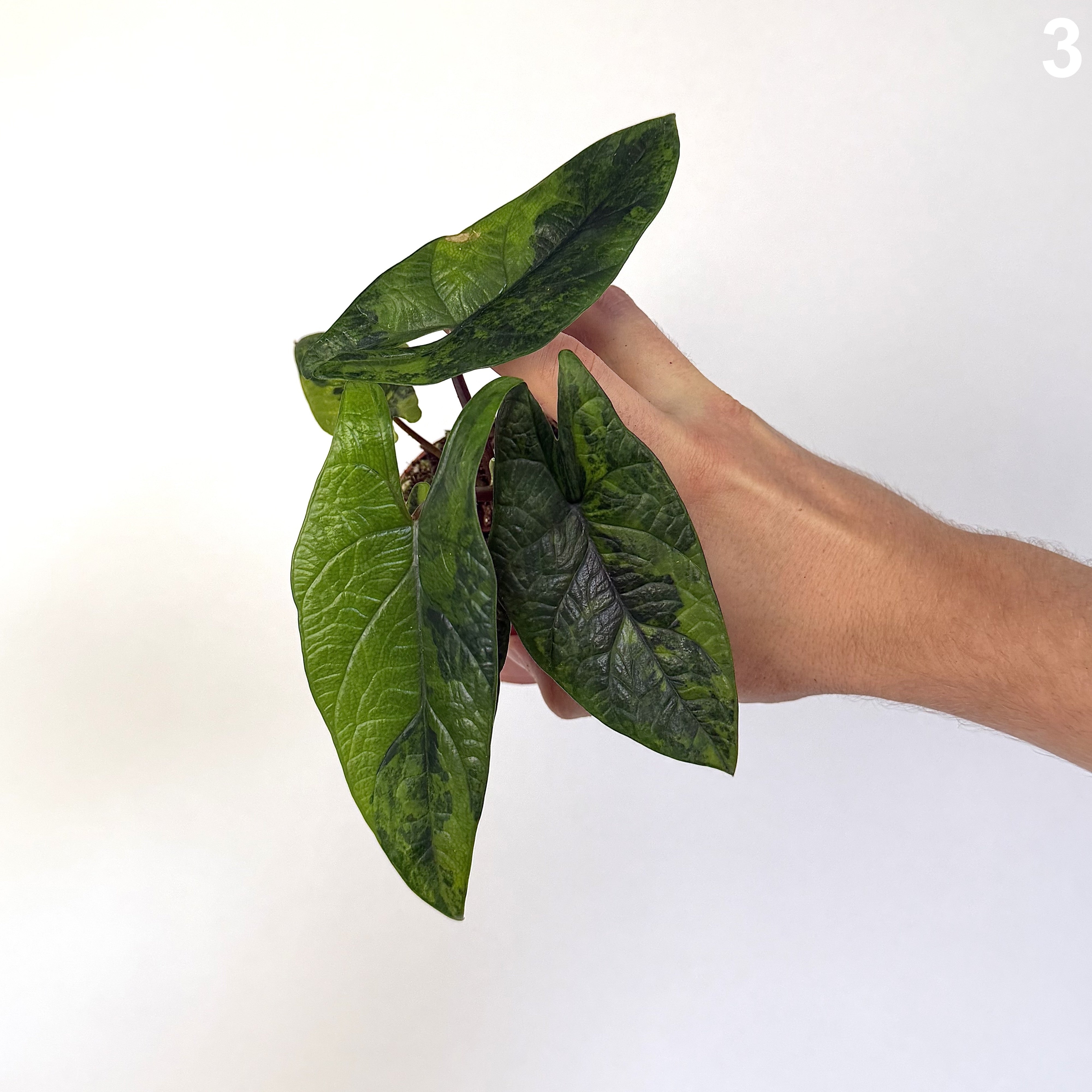 Alocasia Scalprum Aurea WW