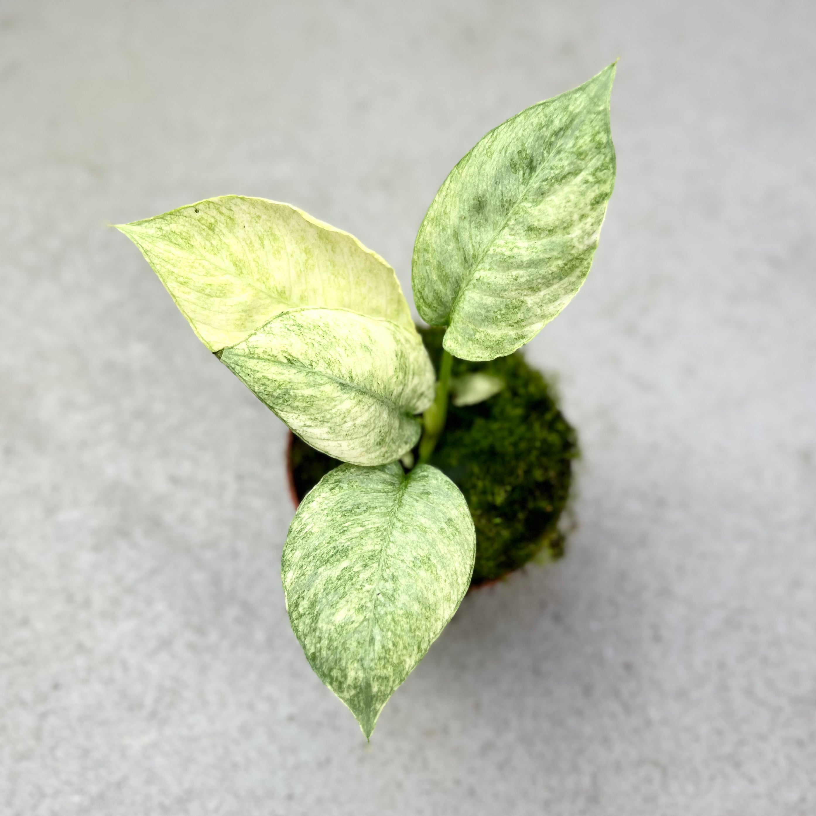 Schismatoglottis Longispatha Variegata - Downtown Plant Club