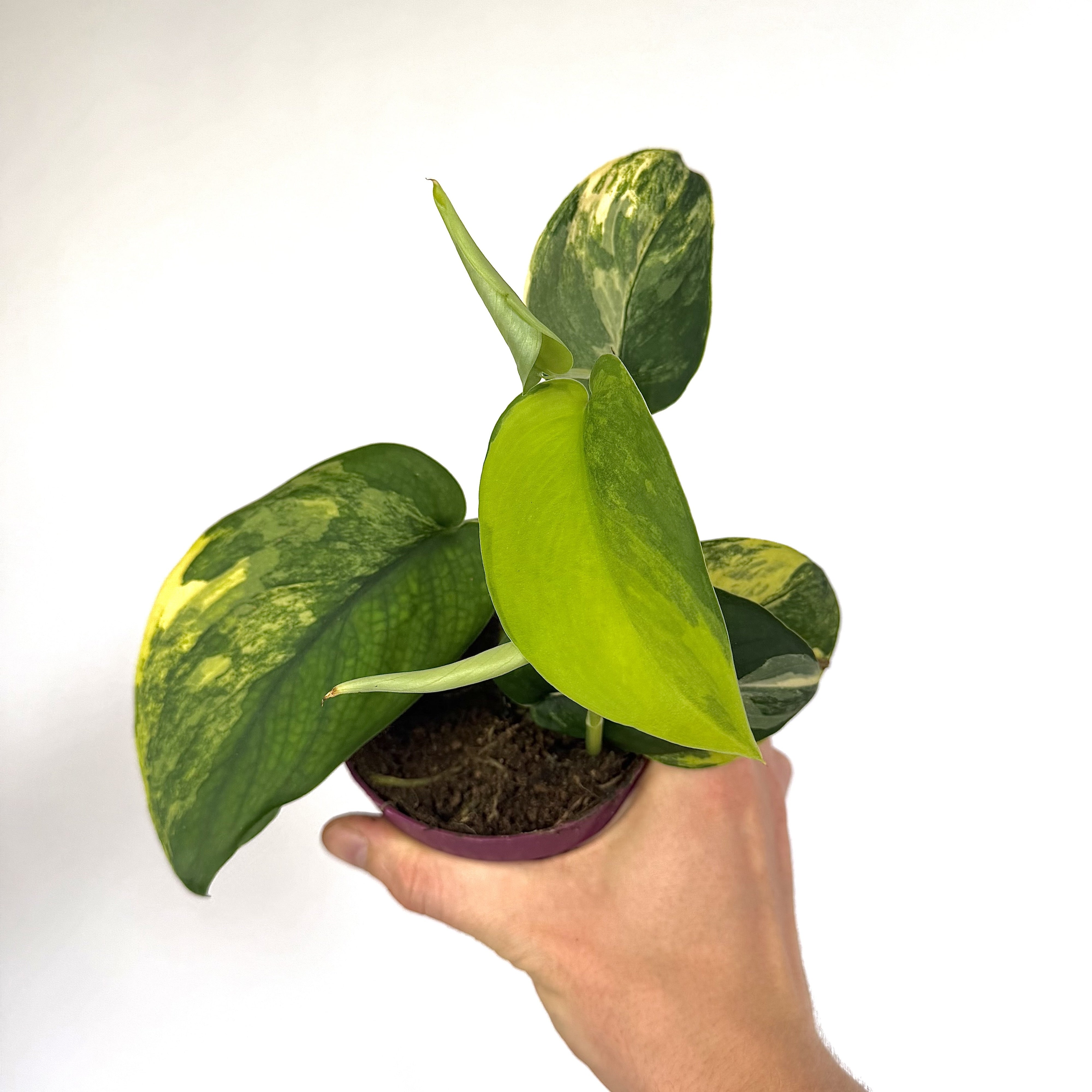Scindapsus Jade Satin Aurea WW