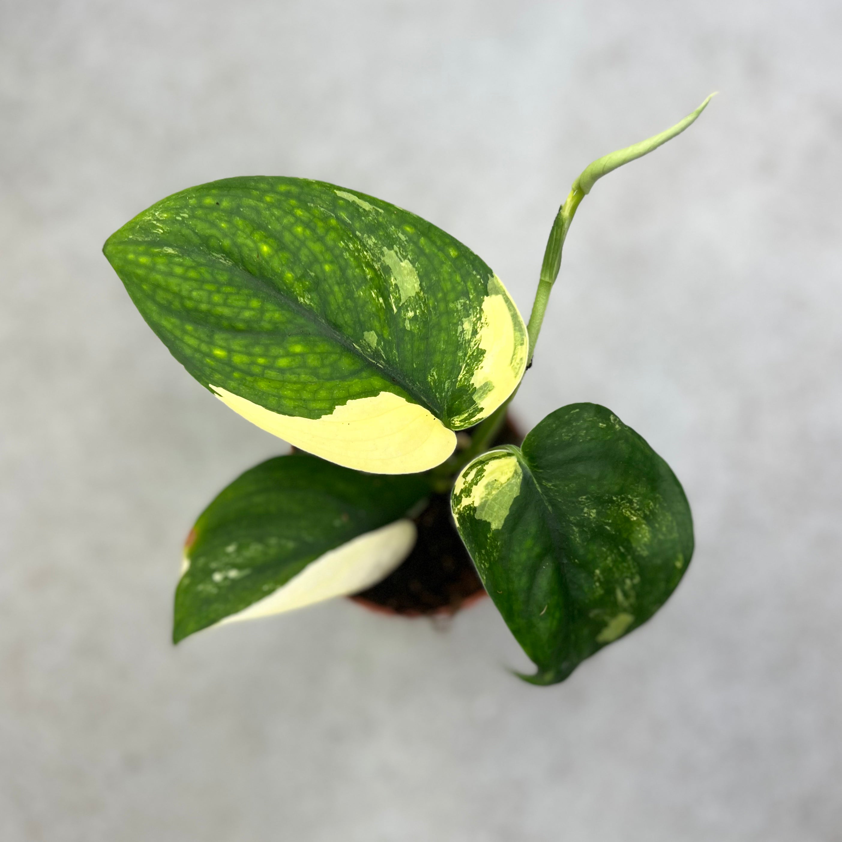 Scindapsus Jade Albo Variegata - Downtown Plant Club