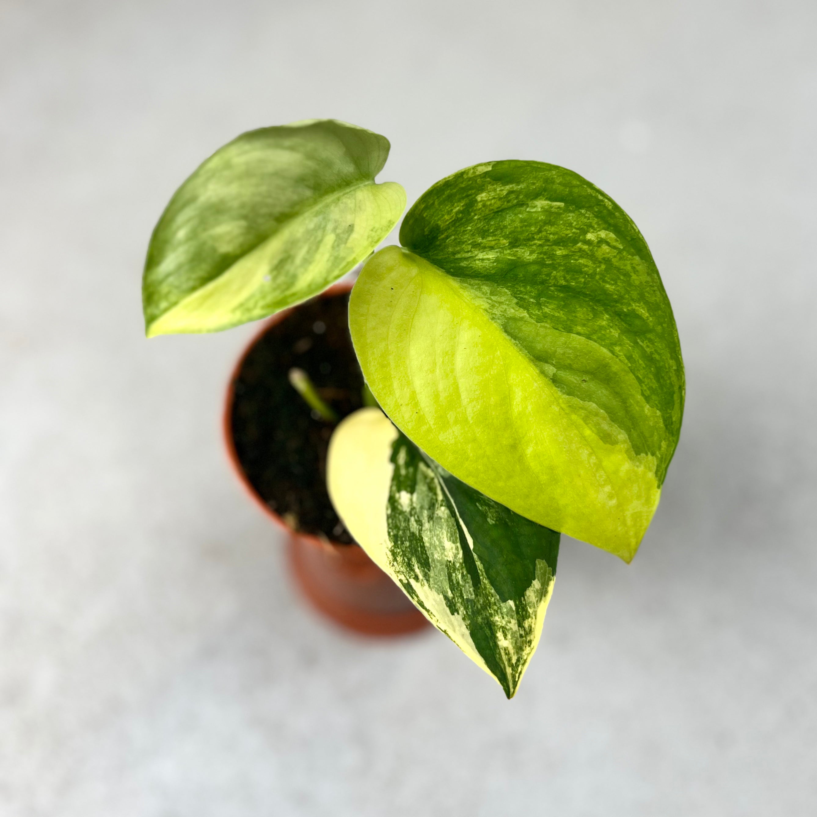 Scindapsus Jade Satin Aurea Variegata - Downtown Plant Club