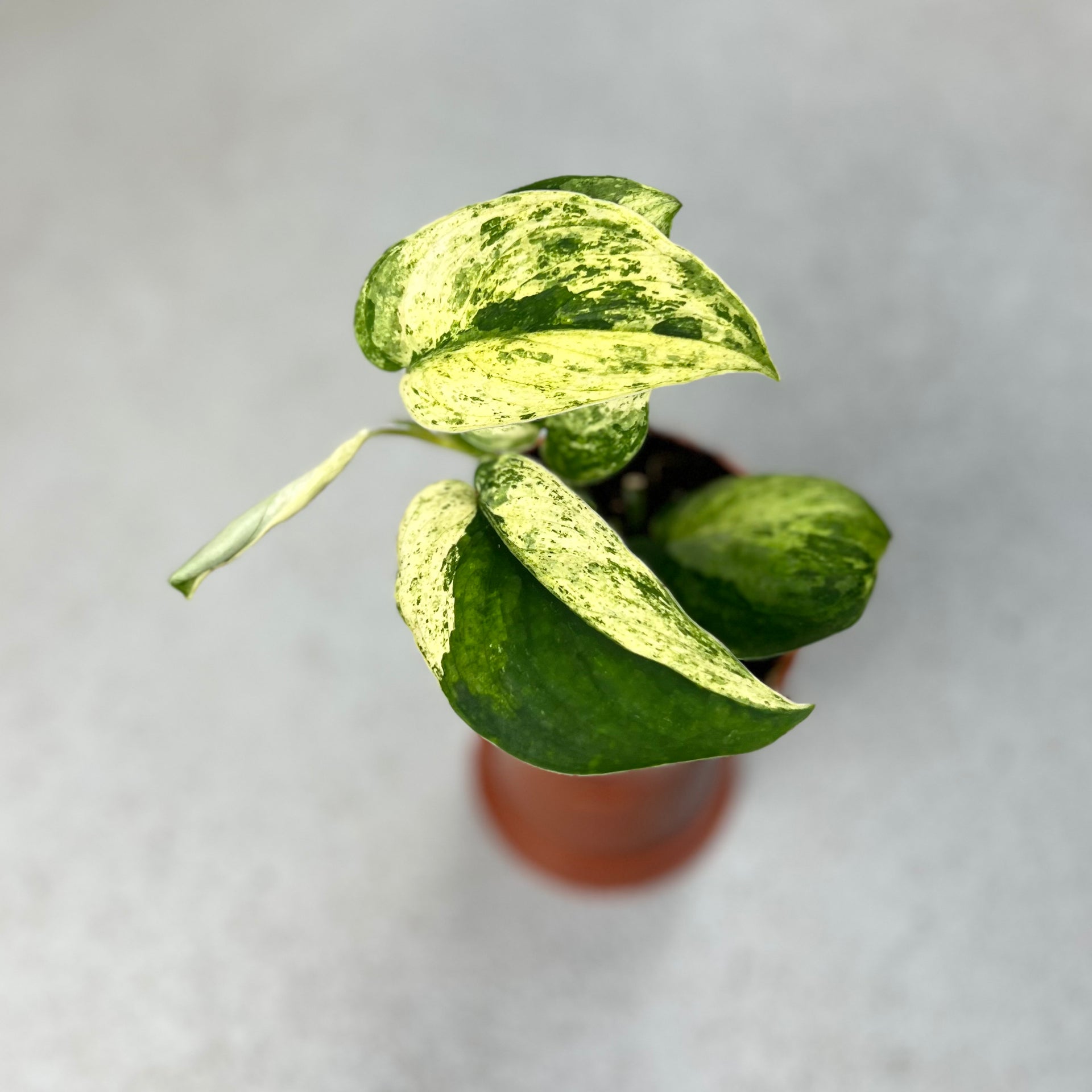 Scindapsus Jade Satin Marble Variegata