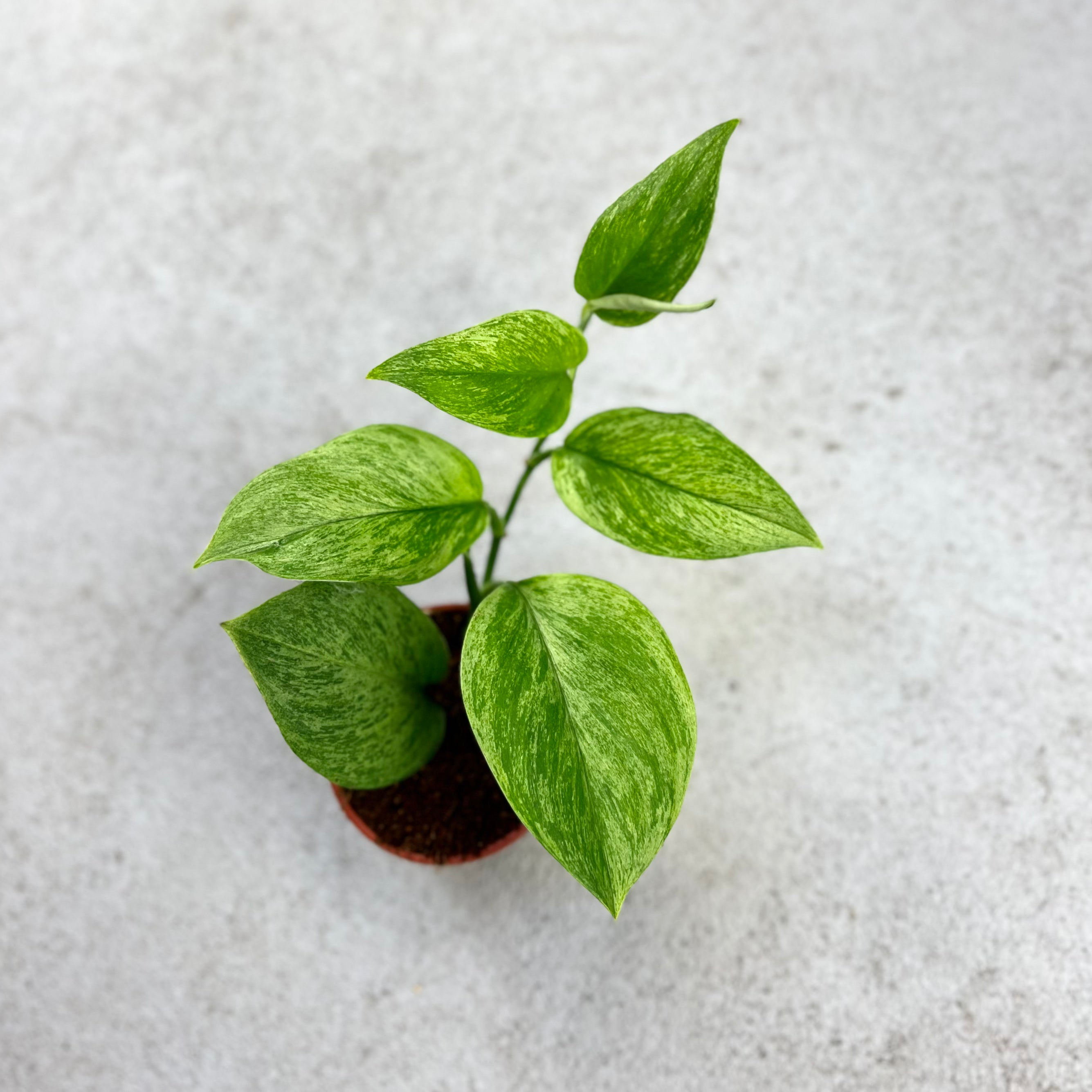 Scindapsus Treubii Mint Variegata - Downtown Plant Club