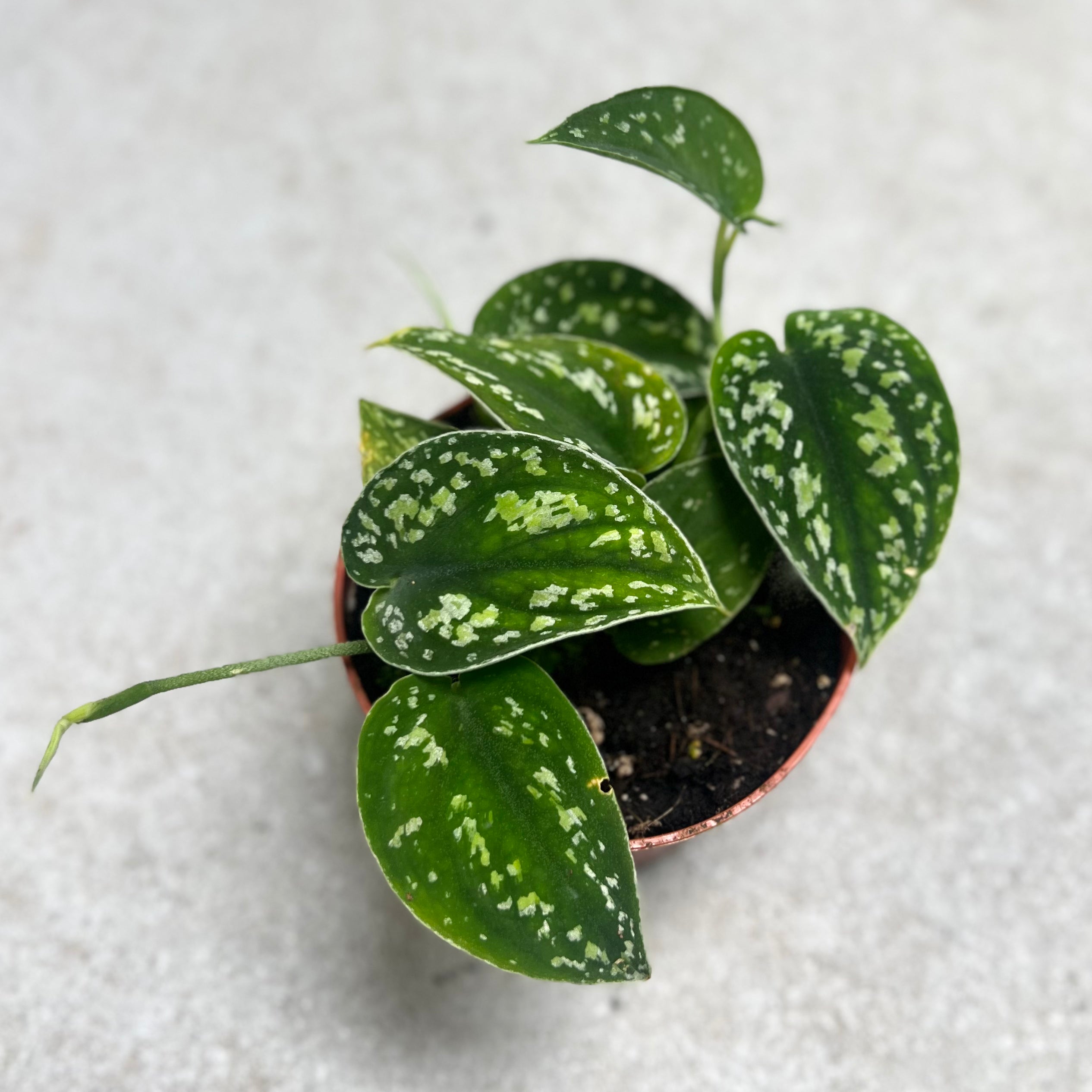 Scindapsus Tricolor - Downtown Plant Club